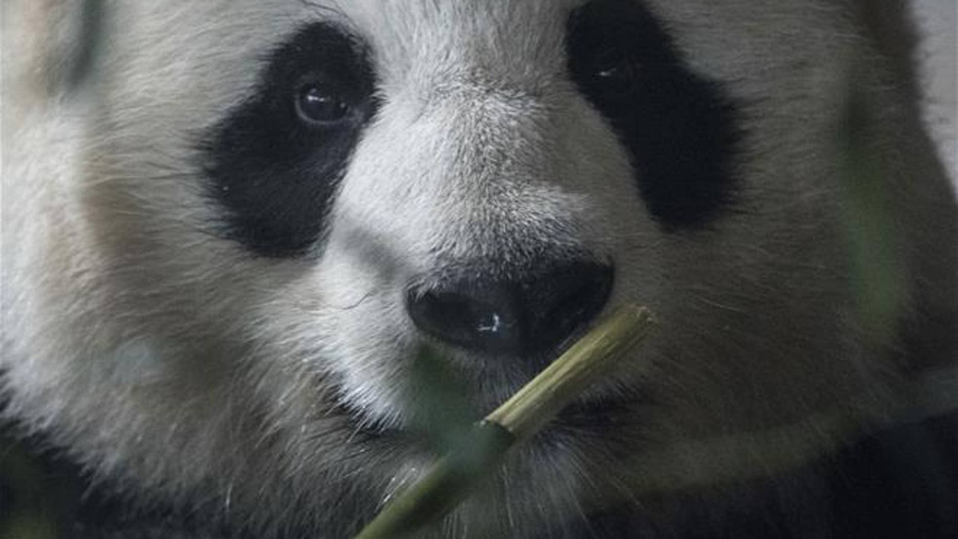 Male panda Jiao Qing sits in the enclosure in the Berlin zoo, Saturday, March 31, 2018.