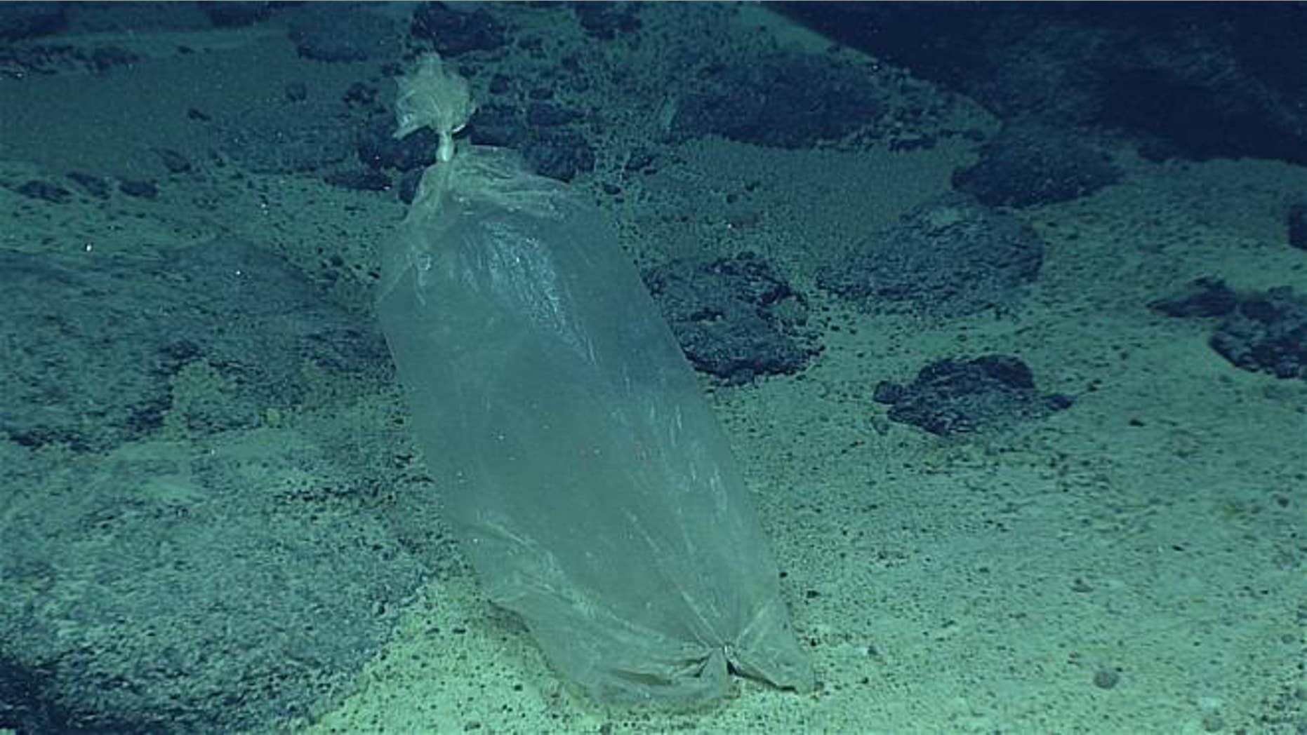 This April 22, 2016, image made available by NOAA shows a plastic bag found at the Enigma Seamount during dives that took place between 820 feet and 3.7 miles deep.