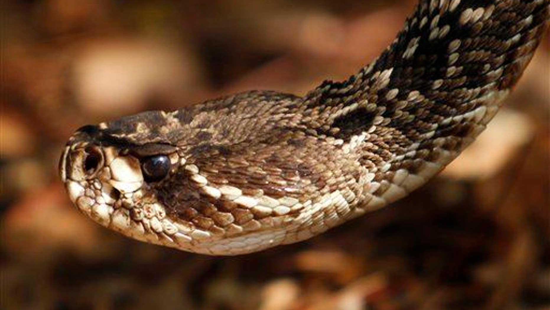 An eastern diamondback rattlesnake at the Phillip and Patricia Frost Museum of Science.