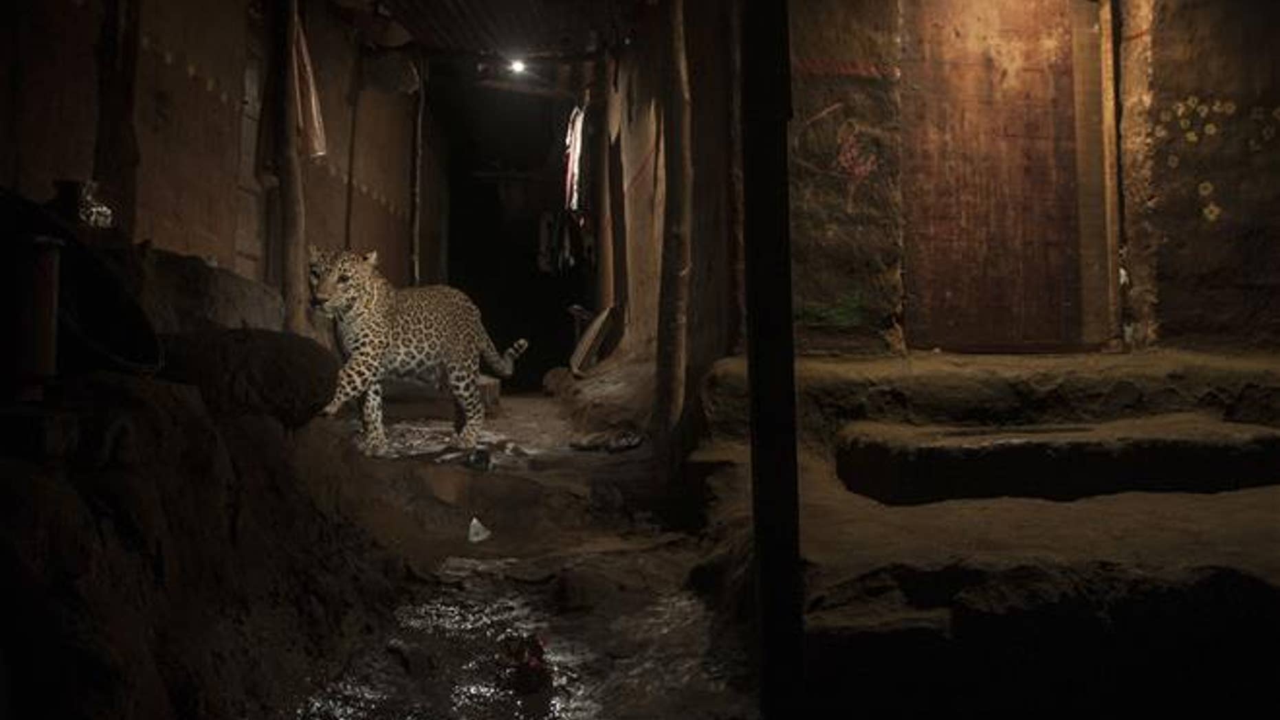 A leopard wanders Sanjay Gandhi National Park in Mumbai, India.