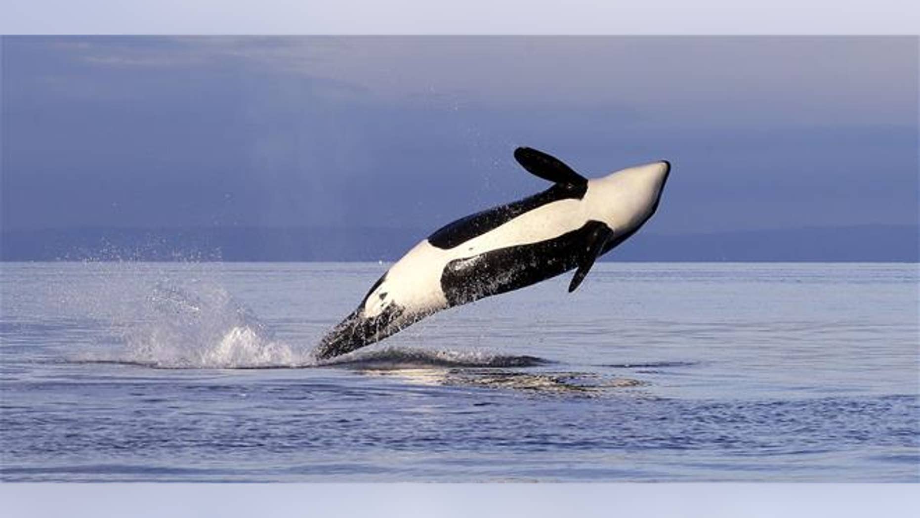 killer whales are dying off in the pacific northwest fox news