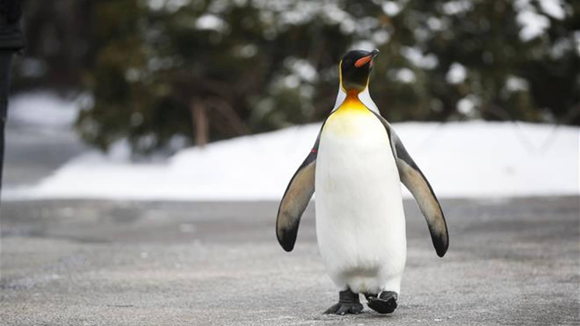 A king penguin, this one at the Cincinnati Zoo.