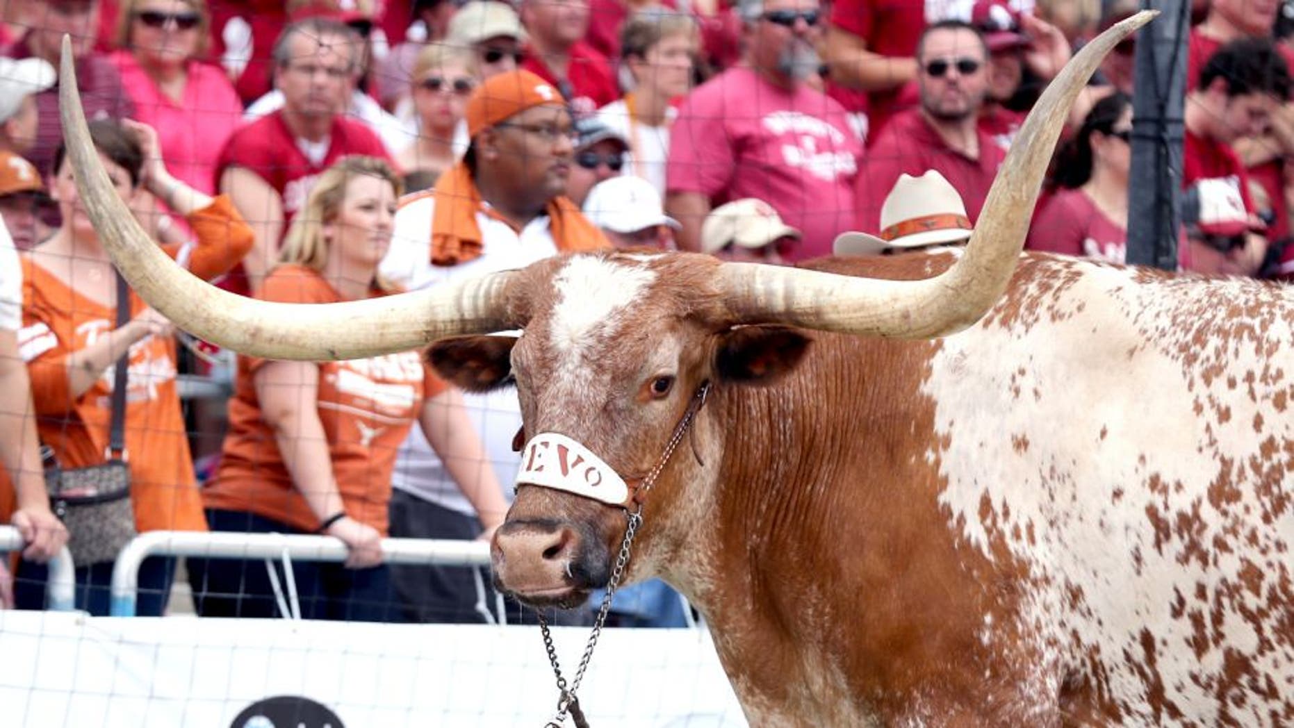 Oct 12, 2013; Dallas, TX, USA; Texas Longhorns mascot Bevo on the sidelines during the game against the Oklahoma Sooners during the Red River Rivalry at the Cotton Bowl Stadium. Mandatory Credit: Matthew Emmons-USA TODAY Sports