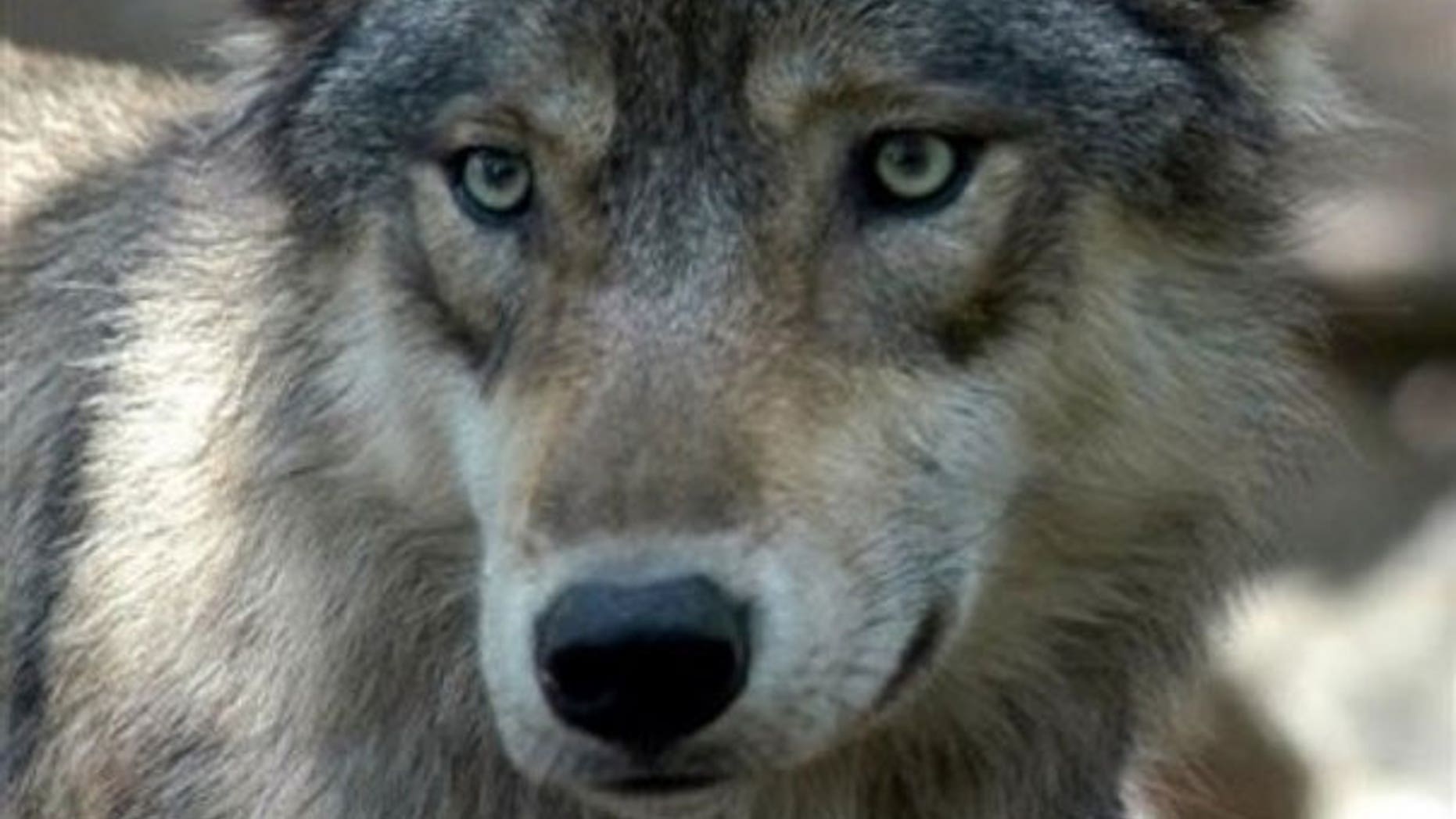 This July 16, 2004 file photo shows a gray wolf at the Wildlife Science Center in Forest Lake, Minn. More than 4,000 gray wolves in the upper Great Lakes region are going back on the federal endangered species list -- at least temporarily (AP).