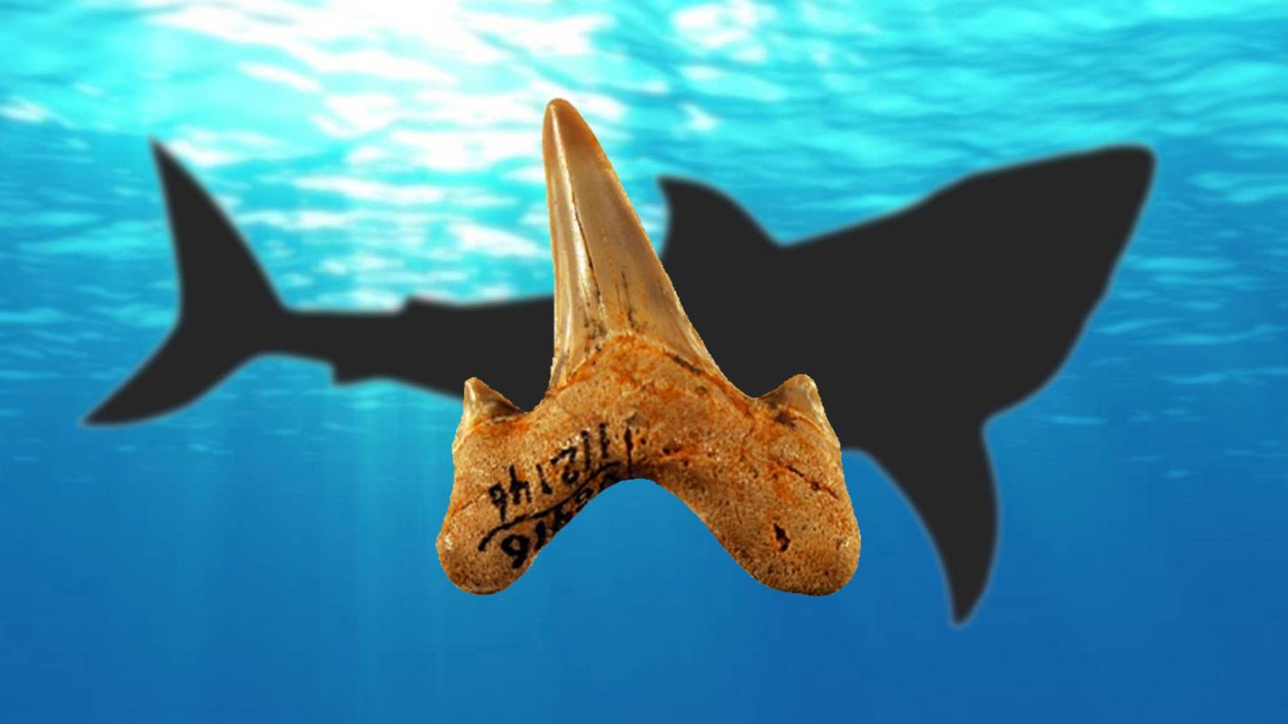 Megalolamna paradoxodon had grasping-type front teeth and cutting-type rear teeth likely used to seize and slice medium-sized fish and it lived in the same ancient oceans megatoothed sharks inhabited.