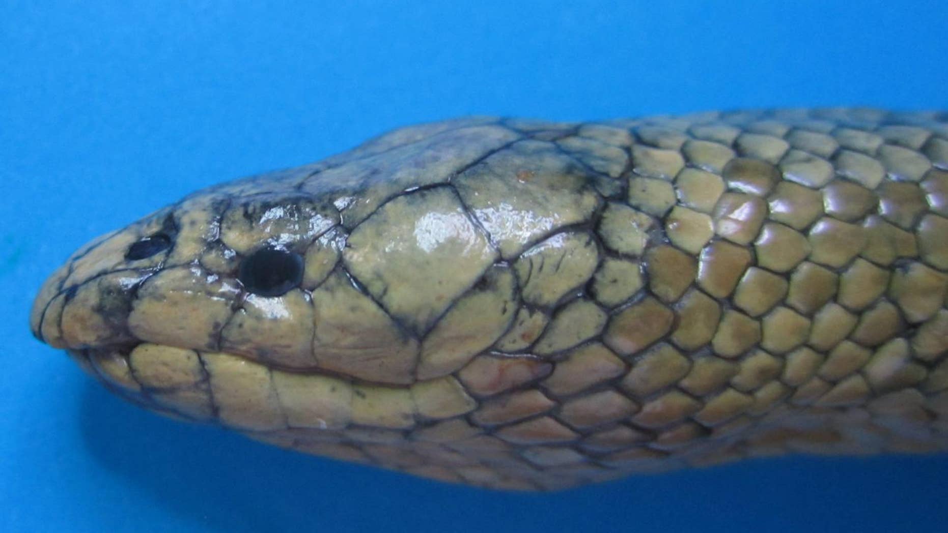 The head of an adult Günther's sea snake.