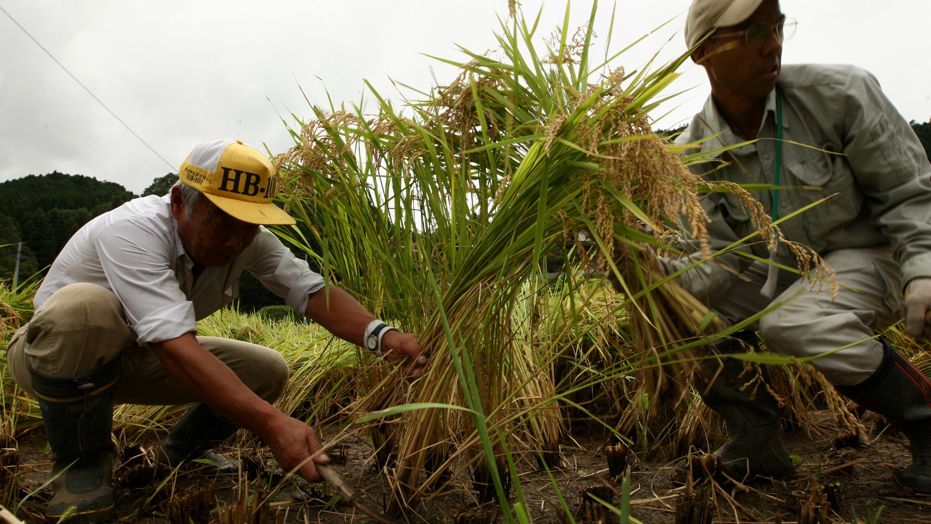SAYO, JAPAN - SEPTEMBER 18: Farmers harvest rice in a paddy field during rice harvesting season on September 18, 2011 in Sayo city, Hyogo, Japan. September is the month for Inekari 'the rice harvest' in Japan. Harvesting is mainly done by combine but in some poorer areas traditional methods of cutting the rice by hand is still used. According to official Agricultural information, Hyogo Prefecture cultivates 33890 hectares of eating rice and 4130 hectares of sake production rice. (Photo by Buddhika Weerasinghe/Getty Images)