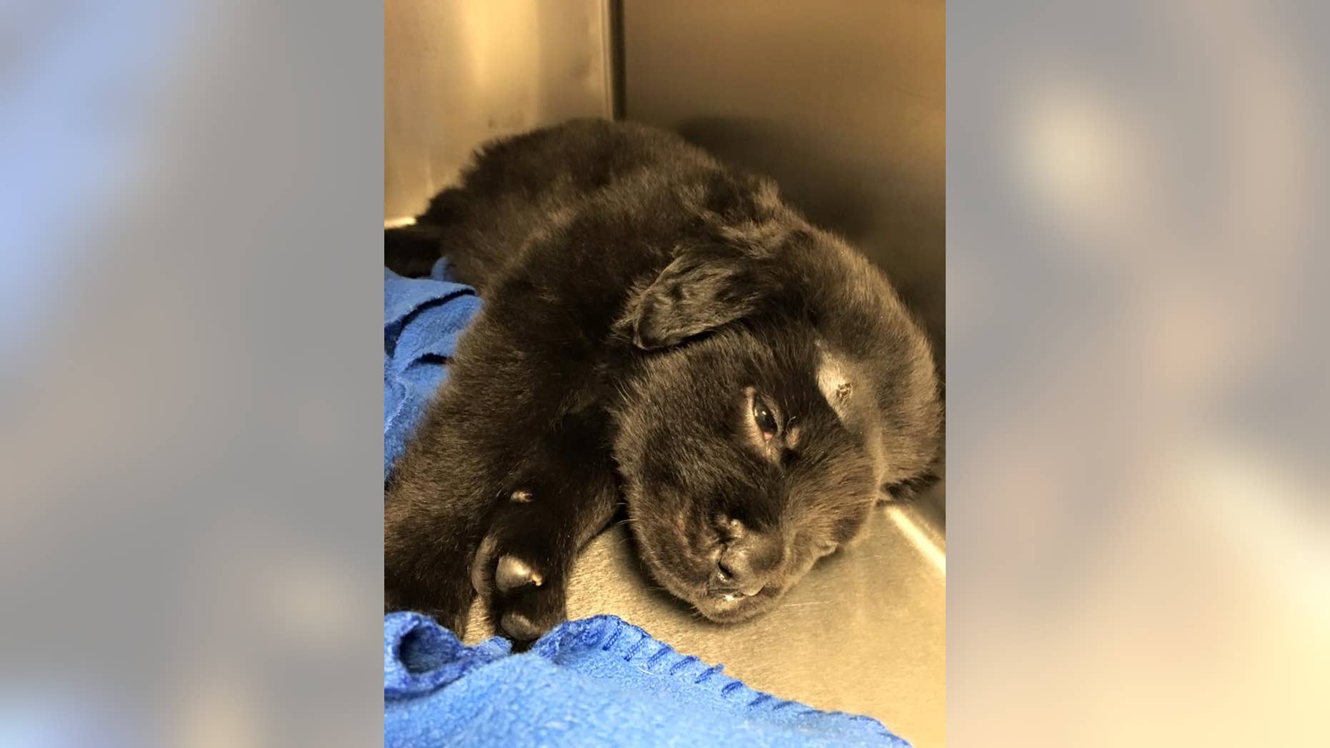 Brody, a 6-week-old puppy, is recovering.