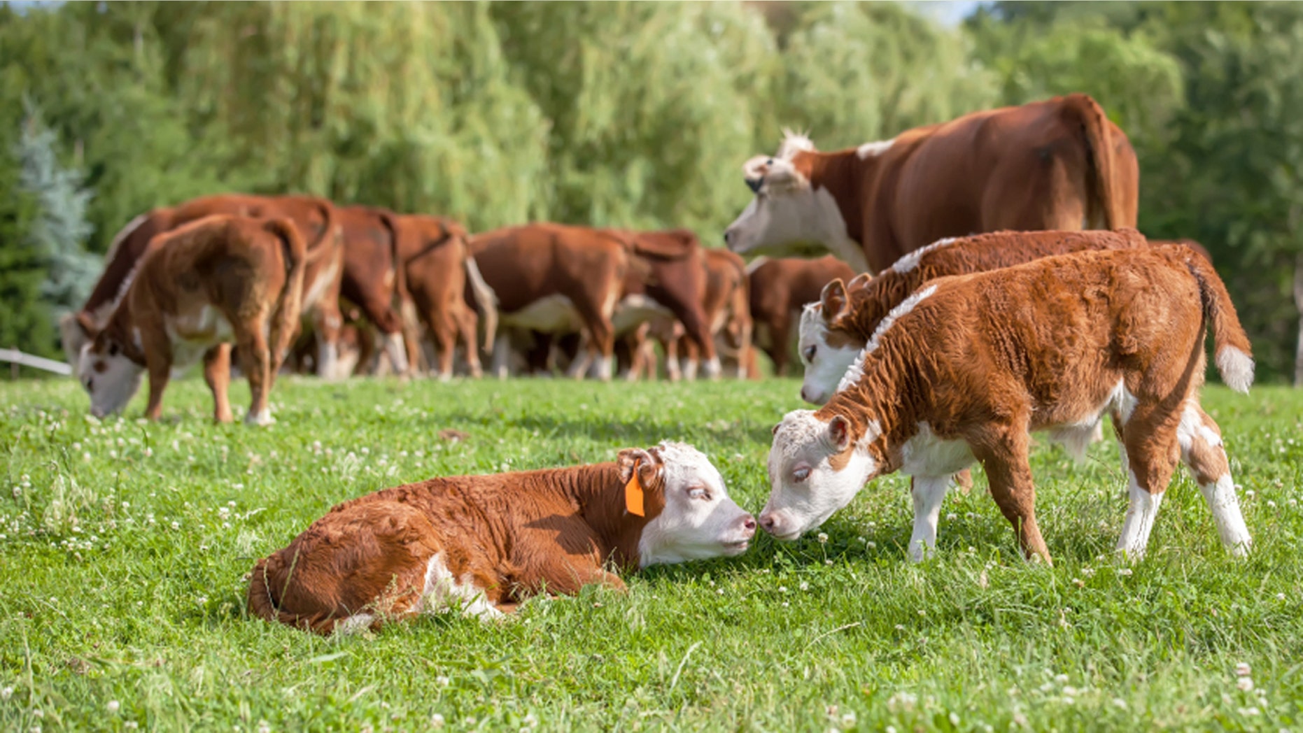 Cattle are being shot and butchered on rancher property.