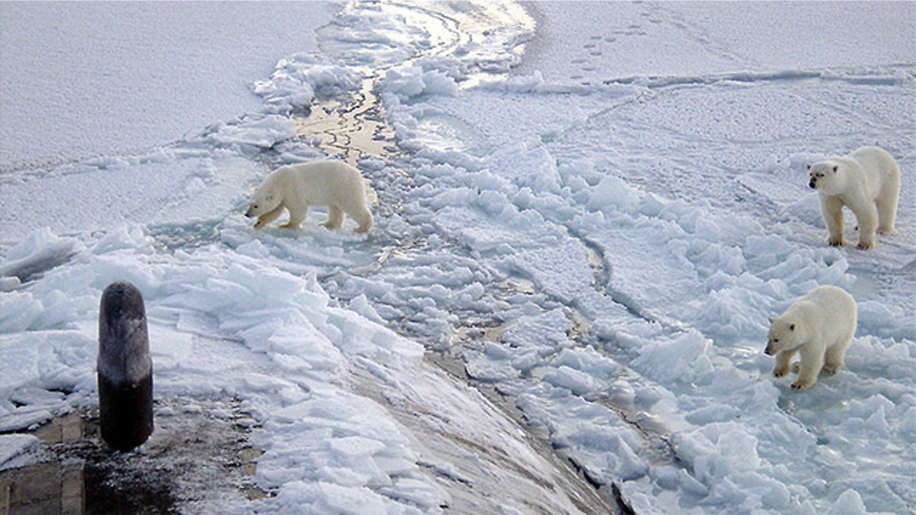 The polar bear has become the poster child for the global warming movement. In May 2008, the U.S. classified the polar bear as a threatened species, the first with its survival at risk due to global warming.
