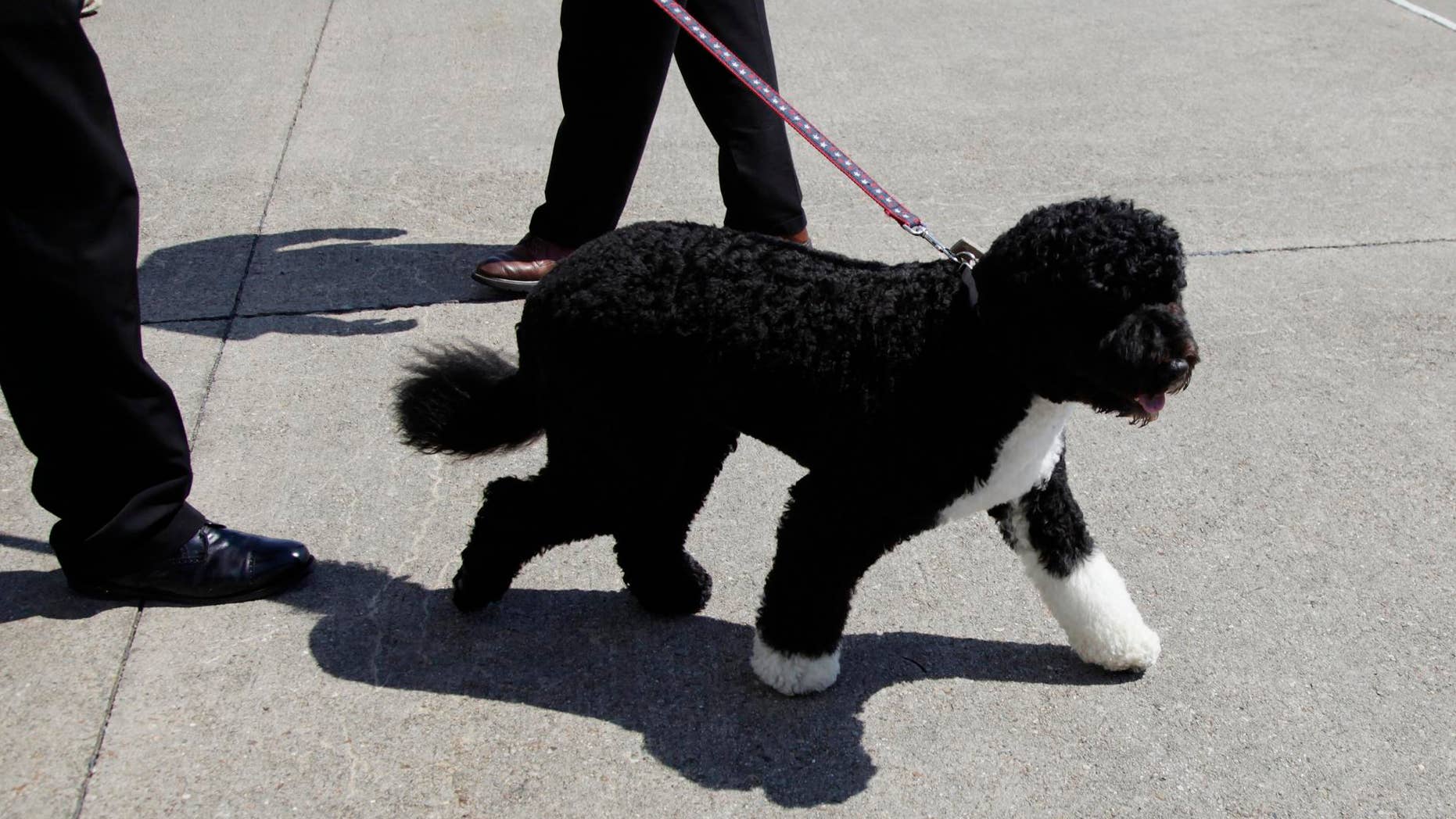 First dog Bo deplanes from Air Force One at the Cape Cod Coast Guard Air Station in Bourne, Mass., Thursday, Aug. 19, 2010, as he travel to Martha's Vineyard, Mass. (AP Photo/Carolyn Kaster)