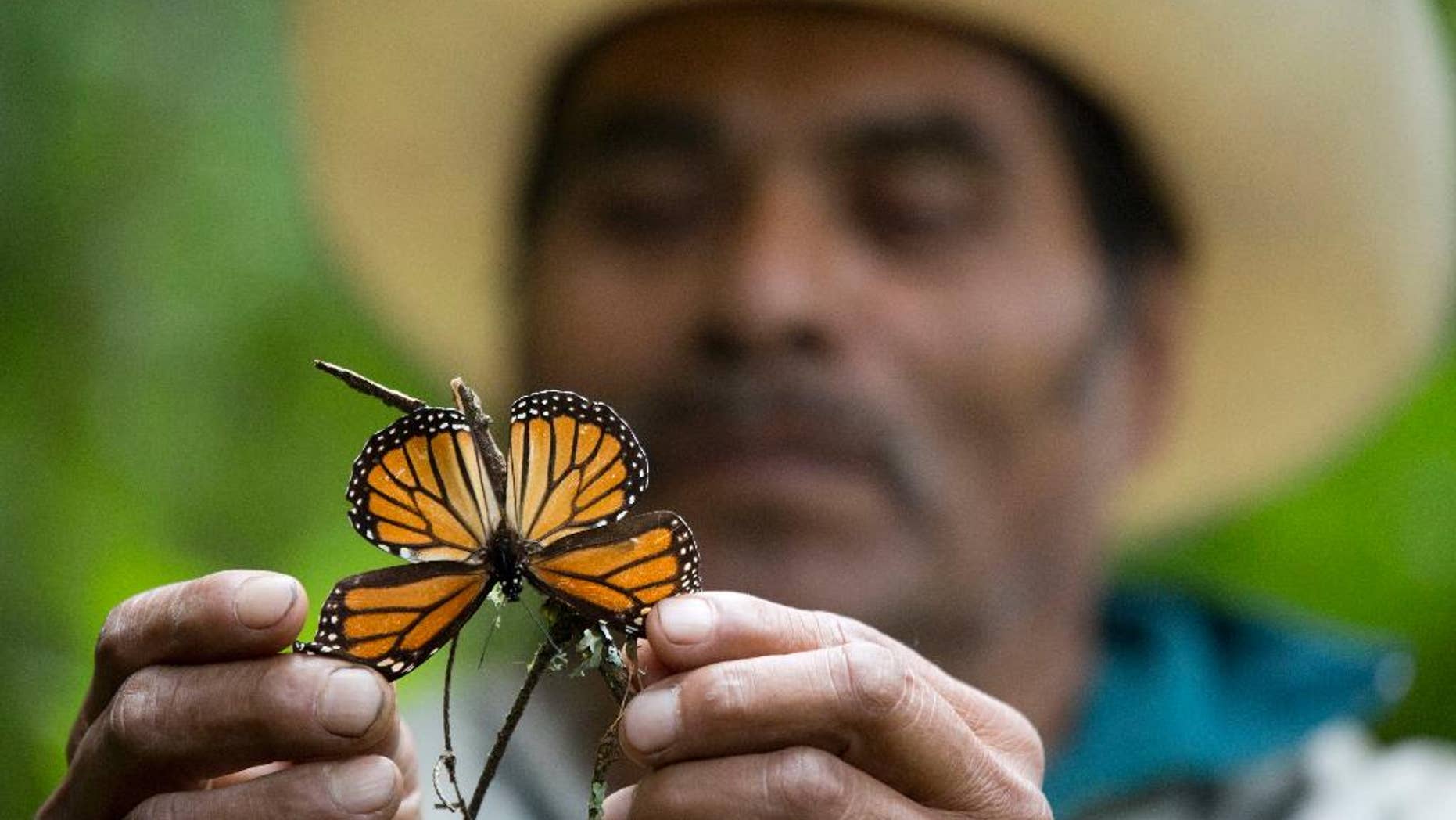 FILE - In this Nov. 12, 2015 file photo, a guide holds up a damaged and dying butterfly at the monarch butterfly reserve in Piedra Herrada, Mexico. The number of monarch butterflies wintering in Mexico dropped by 27 percent this year, reversing last year’s recovery from historically low numbers, according to a study by government and independent experts released Thursday, Feb. 9, 2017. (AP Photo/Rebecca Blackwell, File)