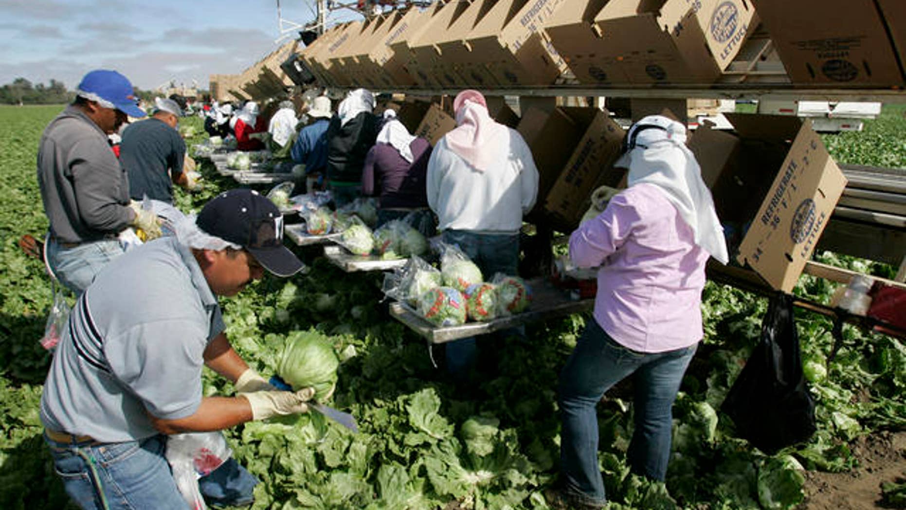 **FILE** Workers pick lettuce in Salinas, Calif., in this June 4, 2007 file photo. The number of newly laid off people signing up for jobless benefits went up modestly last week, although the latest figures suggest employment conditions around the country remain good. The Labor Department reported Thursday, Aug. 2, 2007 that new applications filed for unemployment insurance rose by a seasonally adjusted 4,000 to 307,000 for the week ending July 28. That was a better showing than economists expected; they were forecasting claims to rise to 310,000. (AP Photo/Paul Sakuma, file)