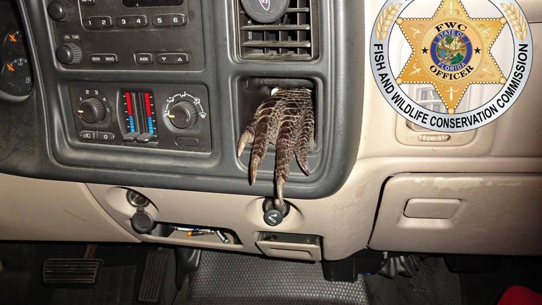 Officers found a dismembered gator stuffed in various compartments of a man's truck.