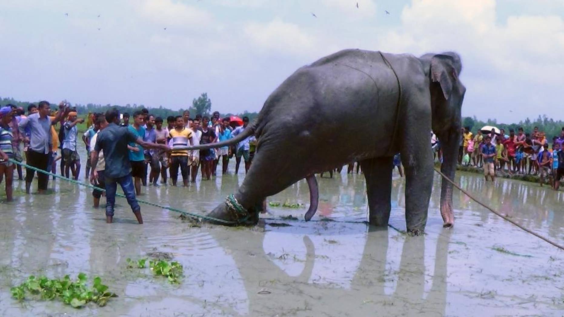 Bangladeshi villagers gather as wildlife experts attend to a fully grown Indian elephant.