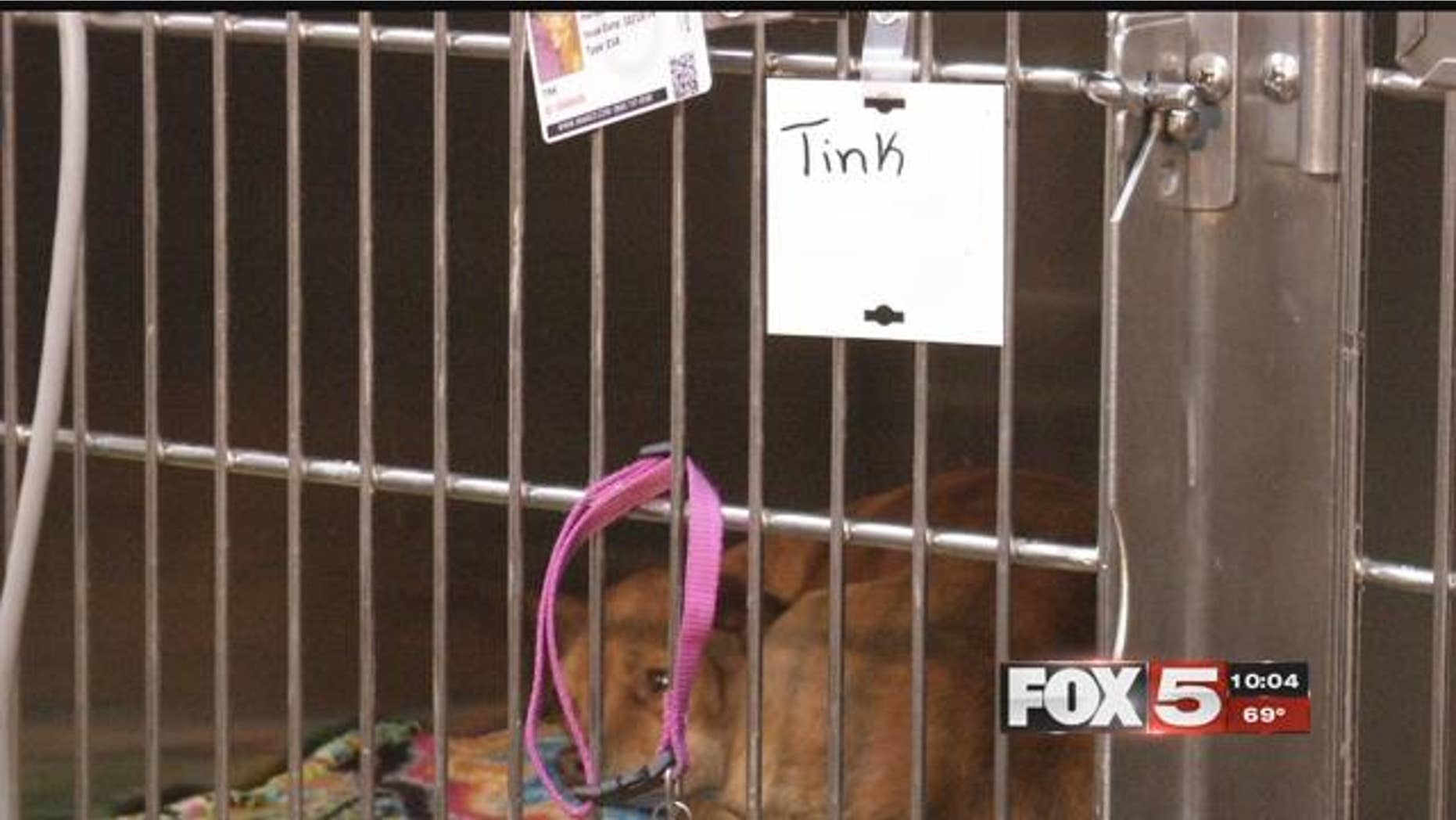The dogs were hospitalized after suffering severe poisoning symptoms from eating the toxic meat left near Comstock Park in Nevada. (Fox 5 Las Vegas)