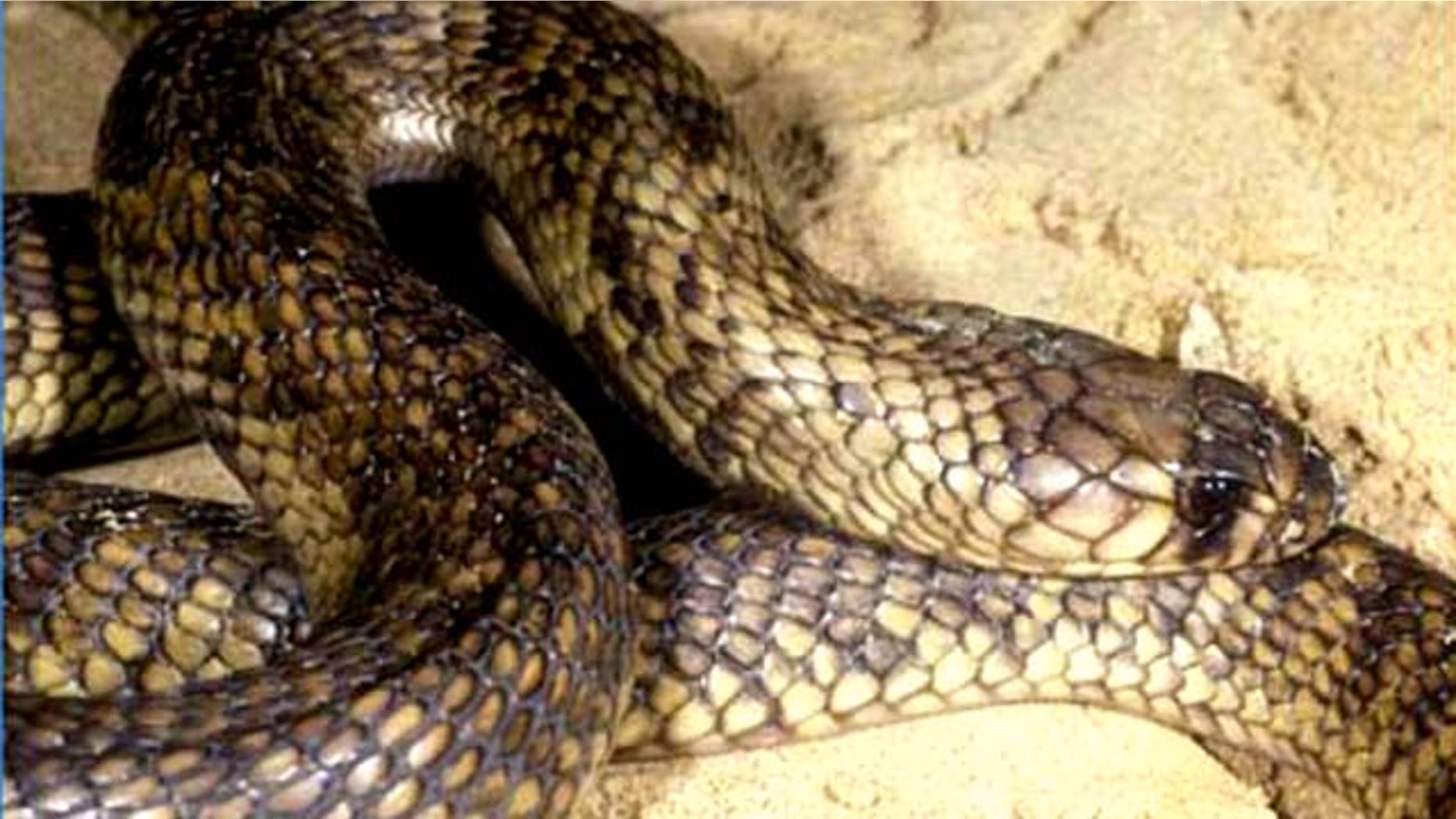 An Egyptian cobra, similar to the one seen here, has escaped from on off-exhibit enclosure at the Bronx Zoo March 25. The exhibit will remain closed until the snake is found, museum officials said.