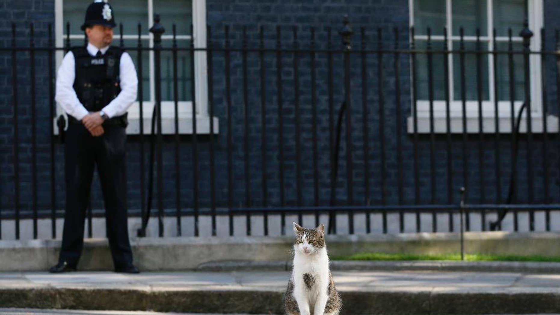 Larry, the Downing Street cat, sits in the street as politicians attend a cabinet meeting at 10 Downing Street in London, Tuesday, July 19, 2016. It is the first cabinet meeting with Britain's new Prime Minister Theresa May. (AP Photo/Kirsty Wigglesworth)