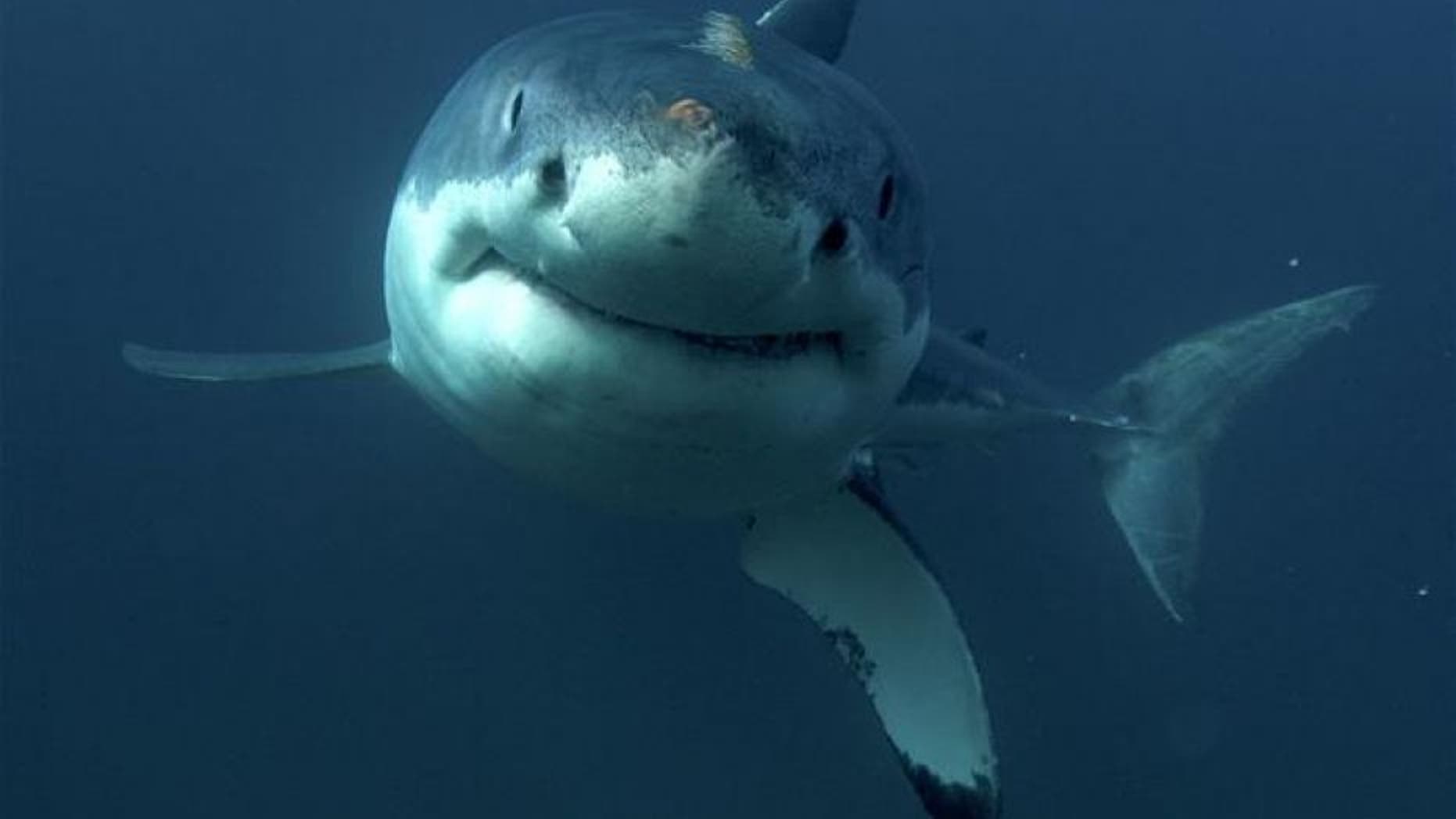 File photo of a great white shark.