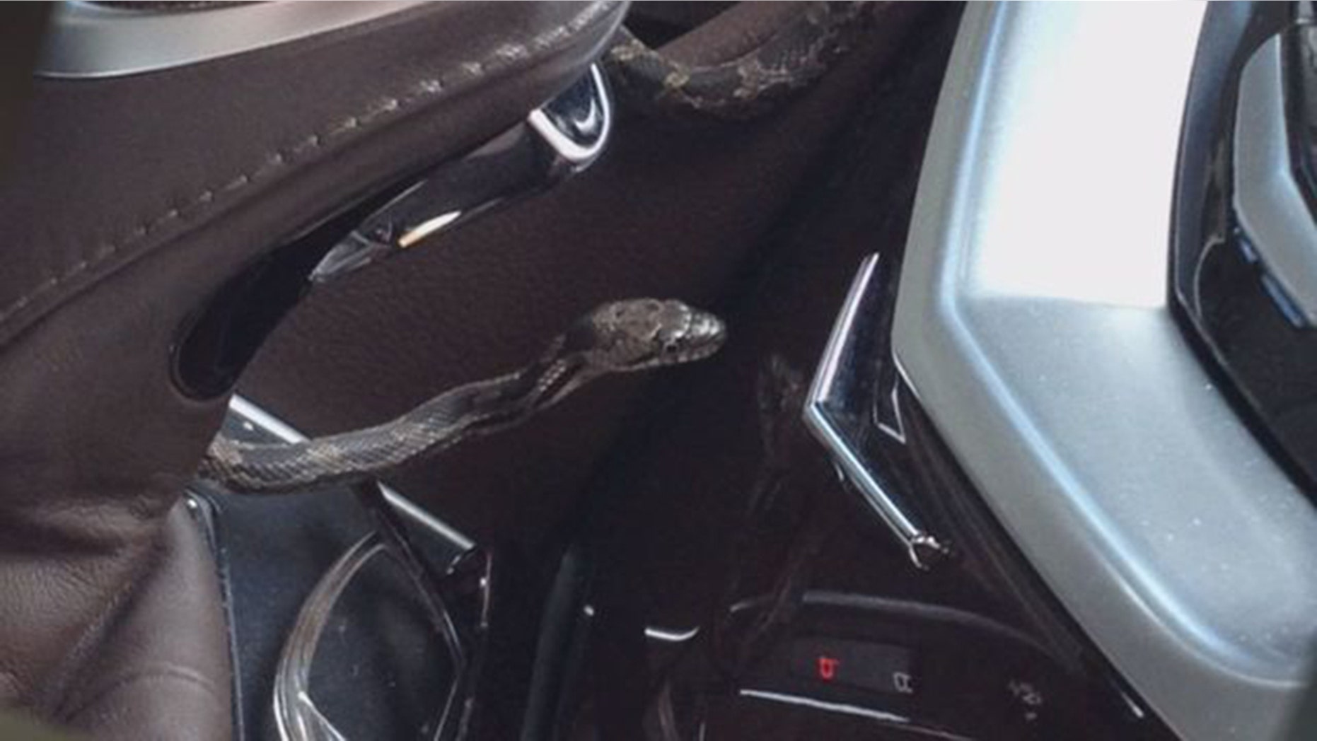 The garden snake appeared from her car's air vent while she was driving, Fox 5 DC reported.