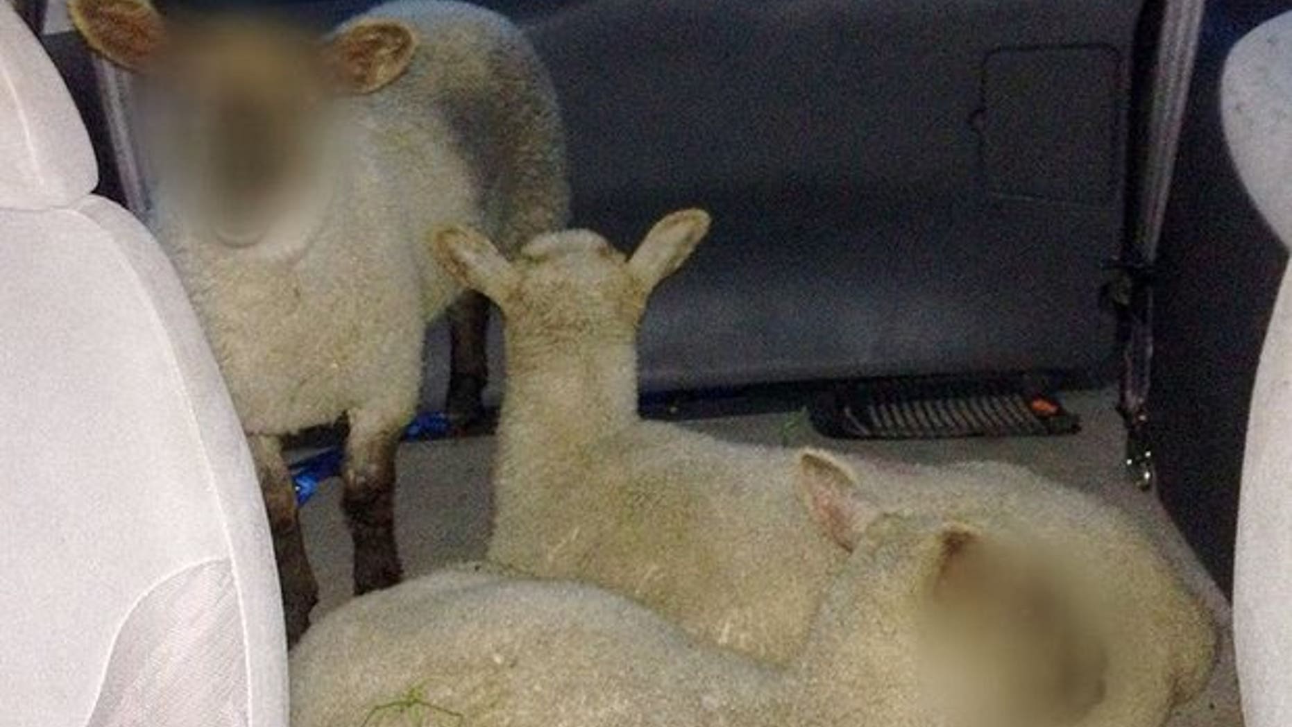 Three sheep were discovered in the back of a van in West Midlands, UK. (West Midlands Police Department)