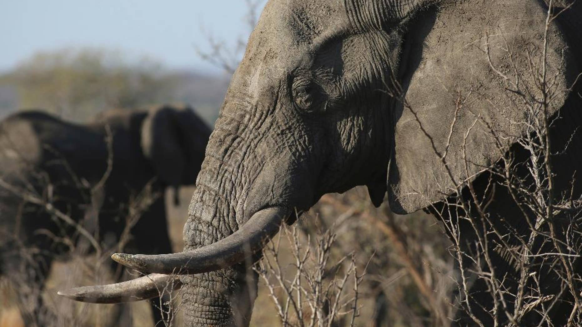 FILE - In this file photo taken Friday, Sept. 30, 2016, an elephant walks through the bush at the Southern African Wildlife College on the edge of Kruger National Park in South Africa. The Chinese government said in a statement released on Friday Dec. 30, 2016, it will shut down its official ivory trade at the end of 2017 in a move designed to curb the mass slaughter of African elephants.(AP Photo/Denis Farrell, FILE)