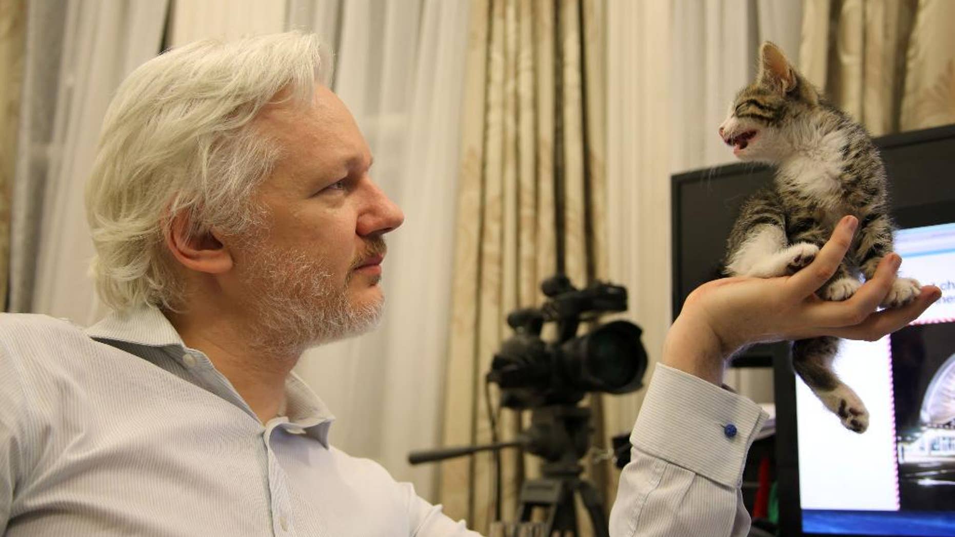 This is an undated handout photo issued by Sunshine Press made available Tuesday May 10, 2016 of WikiLeaks founder Julian Assange with a kitten in Ecuador's embassy in London . It may not be so lonely for WikiLeaks founder Julian Assange in the embassy quarters he's called home for nearly four years. Now he has a kitten to keep him company.The kitten had not been named yet. (Sunshine Press/Wikileaks via AP)