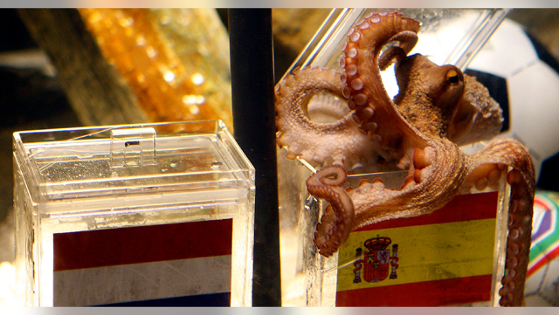 July 9: Paul works his magic at the SeaLife Aquarium in Oberhausen, Germany. The aquarium announced Tuesday that the famed octopus has died at 2 1/2.