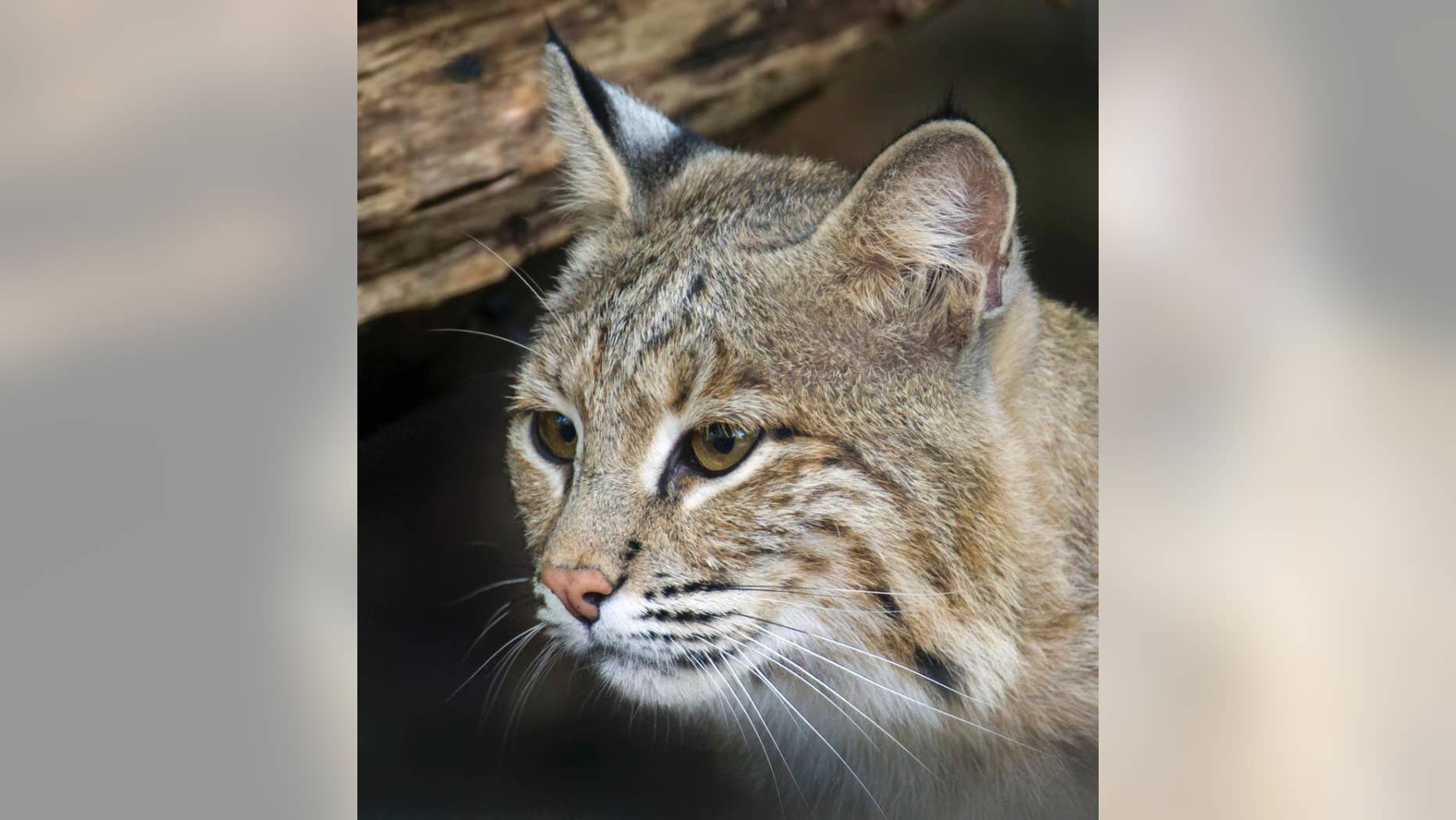 This photo provided by the Smithsonian's National Zoo shows Ollie, a female bobcat the the zoo. Ollie, who escaped from its enclosure at the National Zoo in Washington, is perfectly capable of surviving in the wild and would find plenty to eat in Rock Creek Park if it wanted to stay there, zoo officials said. The female bobcat, believed to be about 7 years old, was found to be missing Monday, Jan. 30, 2017, morning when it didn’t show up for breakfast. (Barbara Statas/Smithsonian's National Zoo via AP)