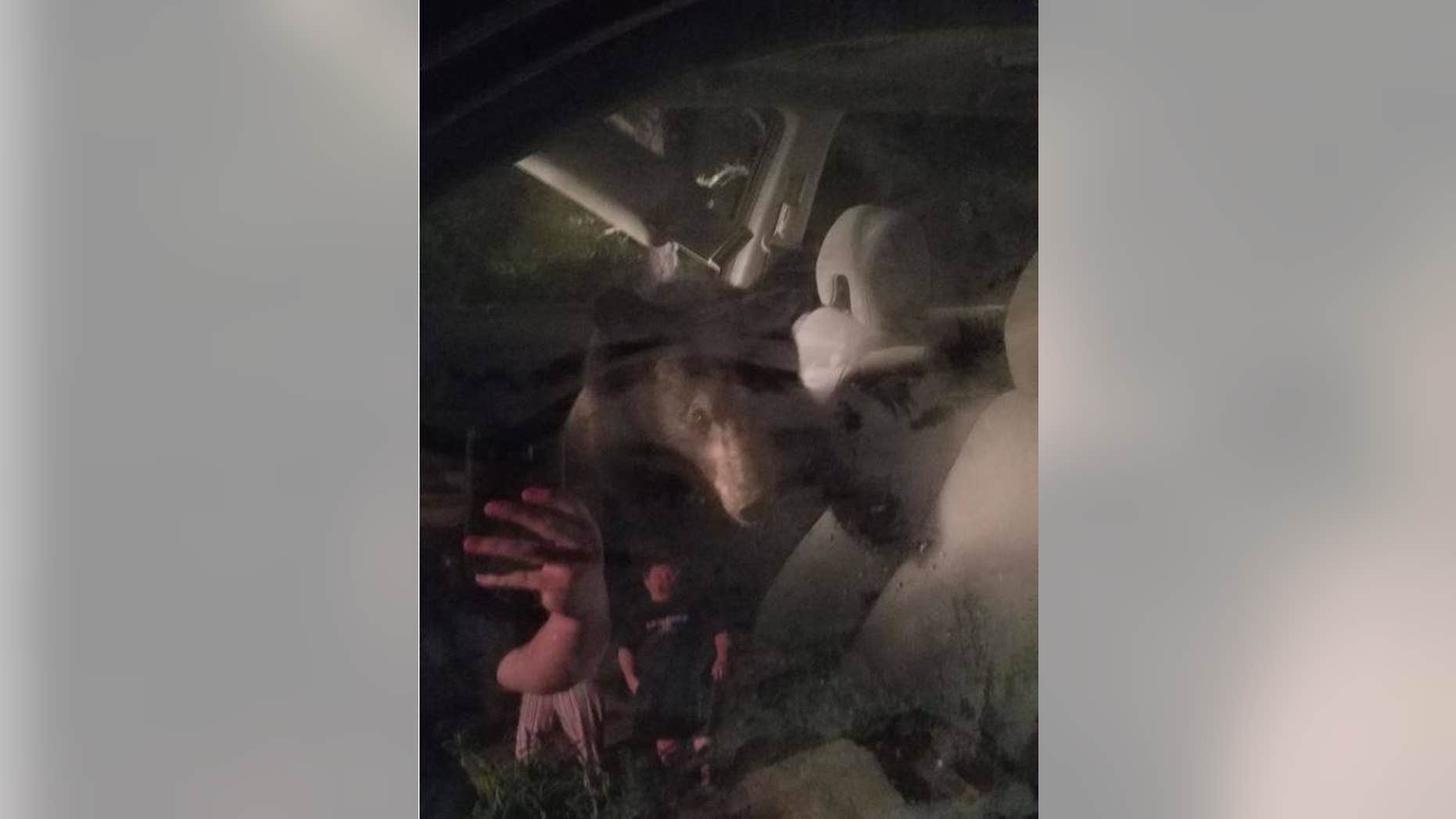 Roanoke County Police Department found the bear inside the vehicle about 5 a.m. last Thursday. (Roanoke County Police Department)