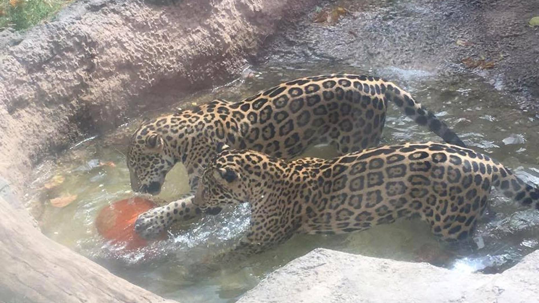 Estrella, one of the jaguars at Abilene Zoo in Texas, escaped its pen and attacked a spider monkey at a nearby exhibit on Monday.