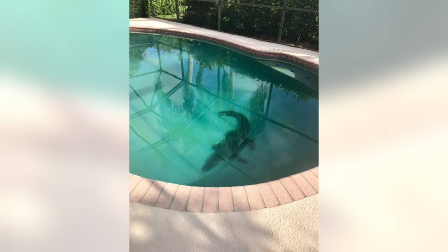 The alligator was swimming in the pool at a Sarasota home Monday morning, police said. (Sarasota County Sheriff's Office)