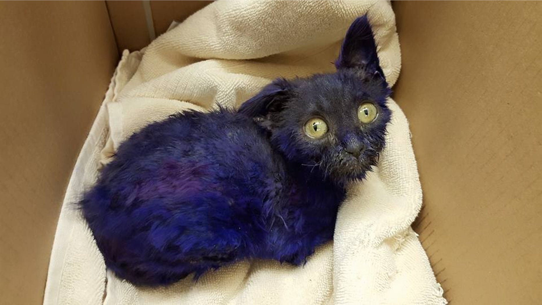 "Smurf" was found dyed purple with about 20 bite marks on his body.