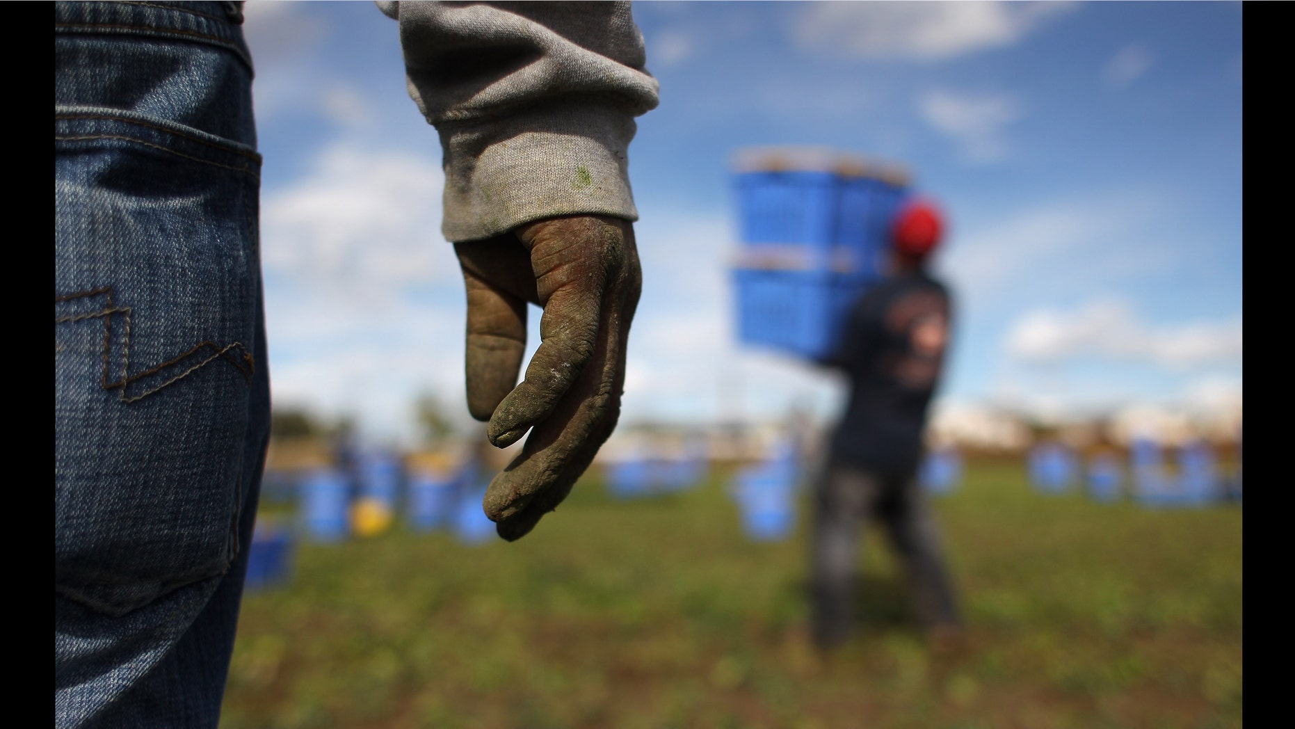 WELLINGTON, CO - OCTOBER 11: Mexican migrant workers harvest organic spinach at Grant Family Farms on October 11, 2011 in Wellington, Colorado. Although demand for the farm's organic produce is high, Andy Grant said that his migrant labor force, mostly from Mexico, is sharply down this year and that he'll be unable to harvest up to a third of his fall crops, leaving vegetables in the fields to rot. He said that stricter U.S. immigration policies nationwide have created a "climate of fear" in the immigrant community and many workers have either gone back to Mexico or have been deported. Although Grant requires proof of legal immigration status from his employees, undocumented migrant workers frequently obtain falsified permits in order to work throughout the U.S. Many farmers nationwide say they have found it nearly impossible to hire American citizens for labor-intensive seasonal farm work. (Photo by John Moore/Getty Images)
