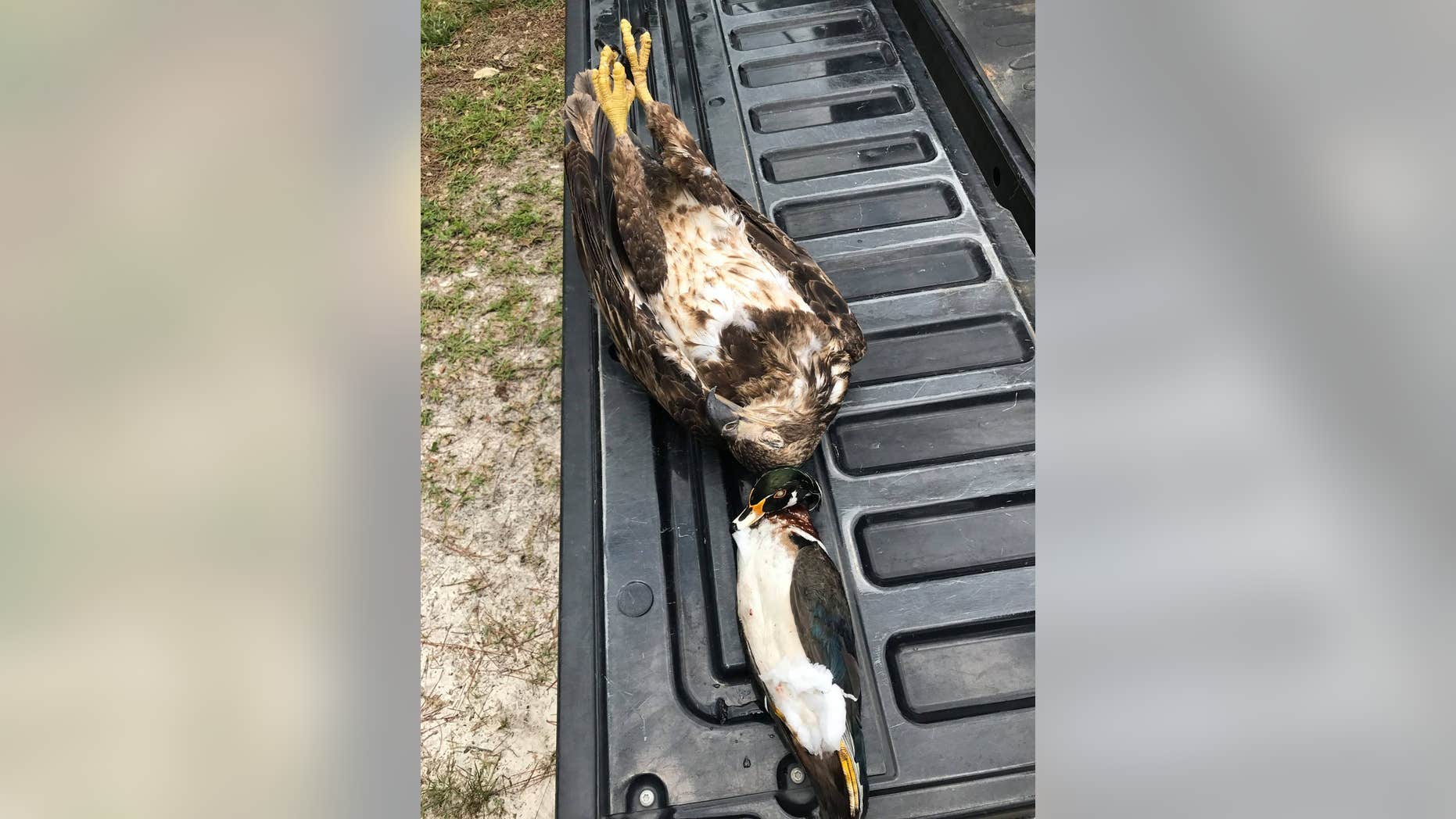 Investigators said found a dead eagle and a wood duck at the home in Bulloch County.