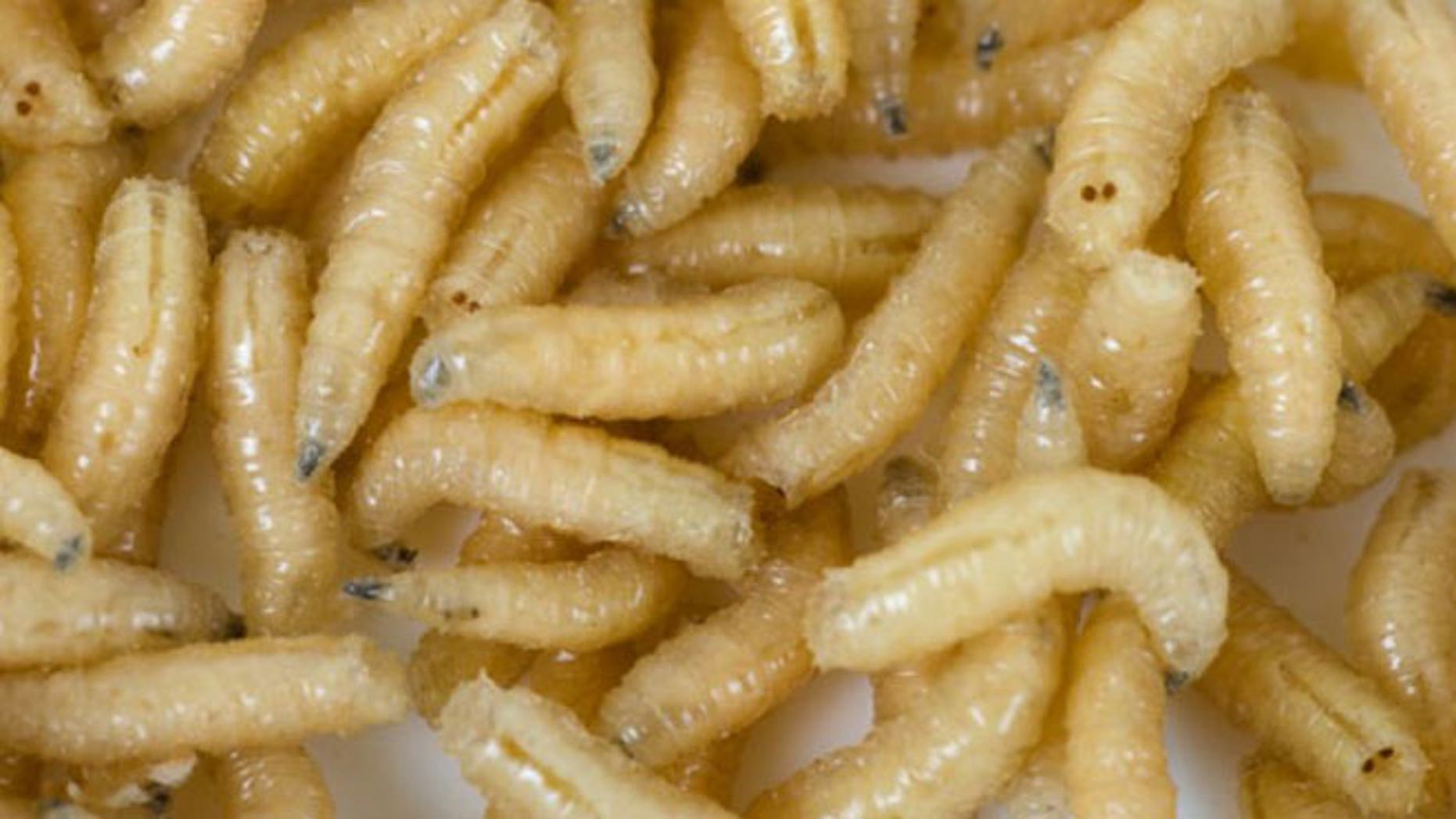 maggots in nose        
        <figure class=