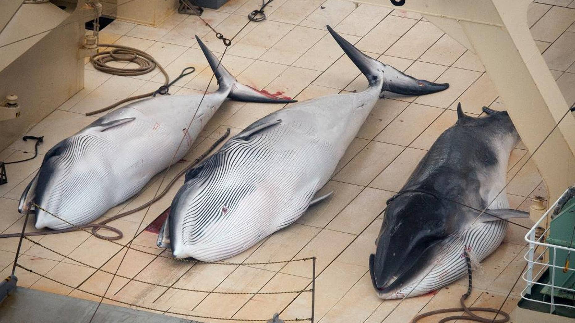FILE - In this Jan. 5, 2014 file photo, three dead minke whales lie on the deck of the Japanese whaling vessel Nisshin Maru in the Southern Ocean. Japan has slashed its whale catch target in the Antarctic by two-thirds in a bid to resume its annual whale hunt that an international court ruled must stop. The Fisheries Agency said that in its revised program submitted Tuesday, Nov. 18, 2014, to the International Whaling Commission, Japan seeks to catch 333 minke whales each year between 2015 and 2027, down from an earlier target of 935 minke and 50 fin whales.(AP Photo/Tim Watters, Sea Shepherd Australia, File) EDITORIAL USE ONLY, NO SALES