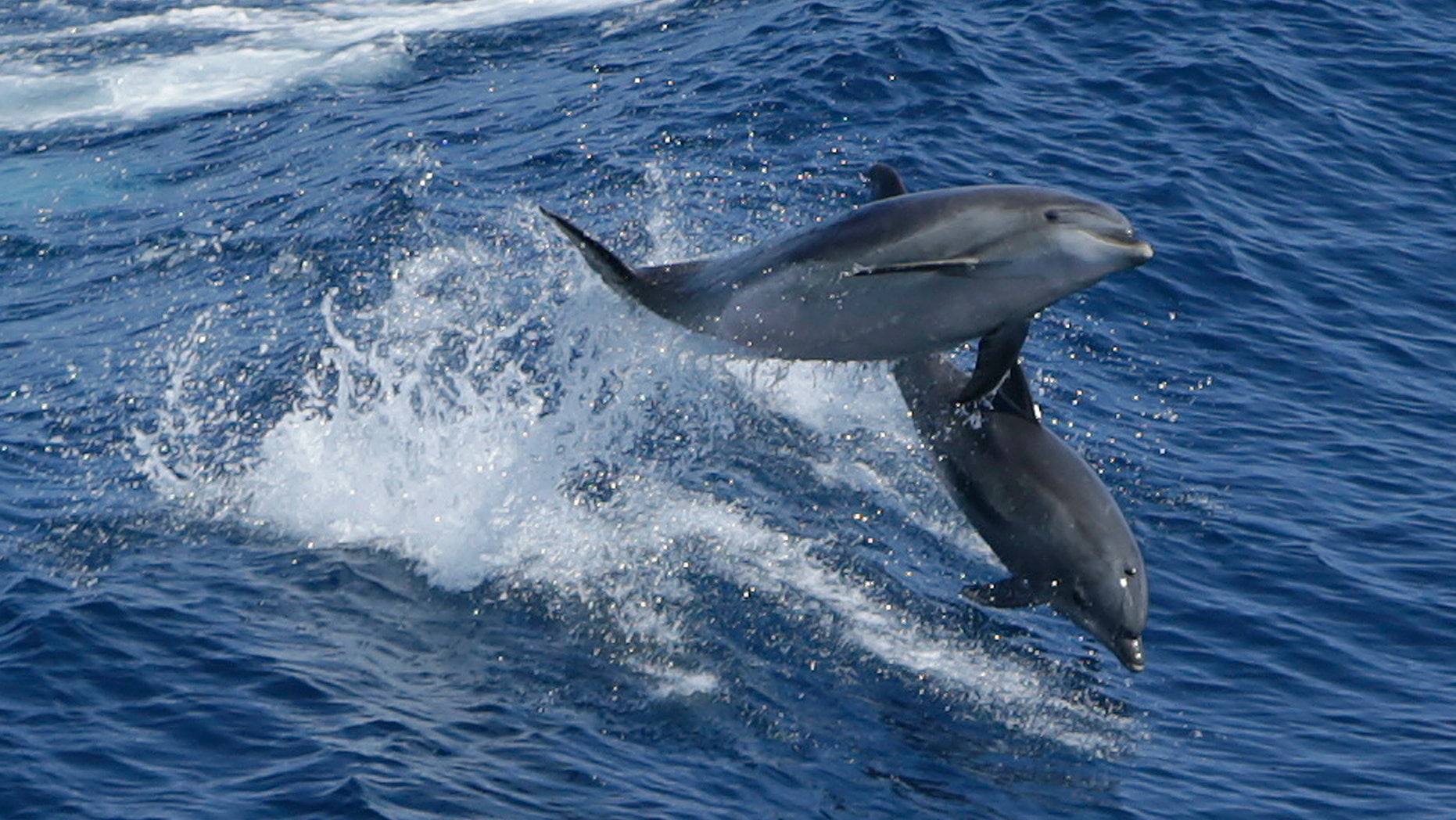 A pair of dolphins leap in the Atlantic Ocean between Bermuda and the United States main land.