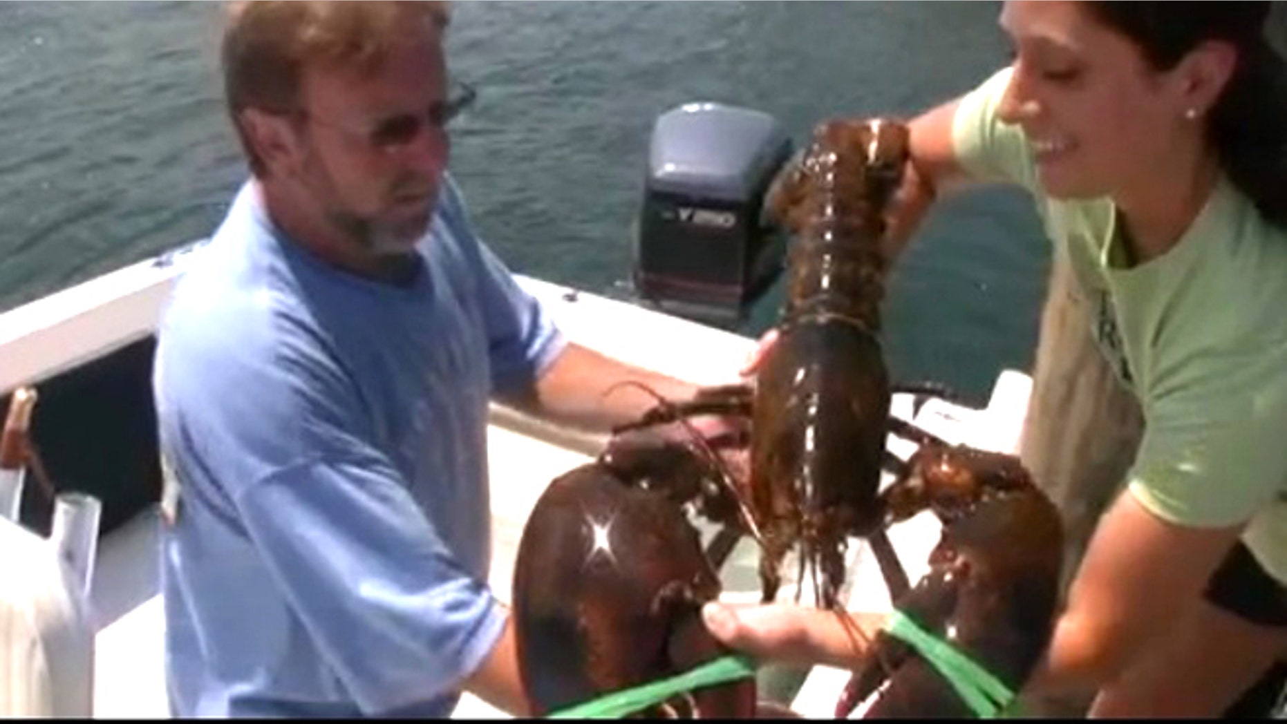 At 17-lbs, Larry the Lobster, is saved from the dinner table and released back to his natural habitat.