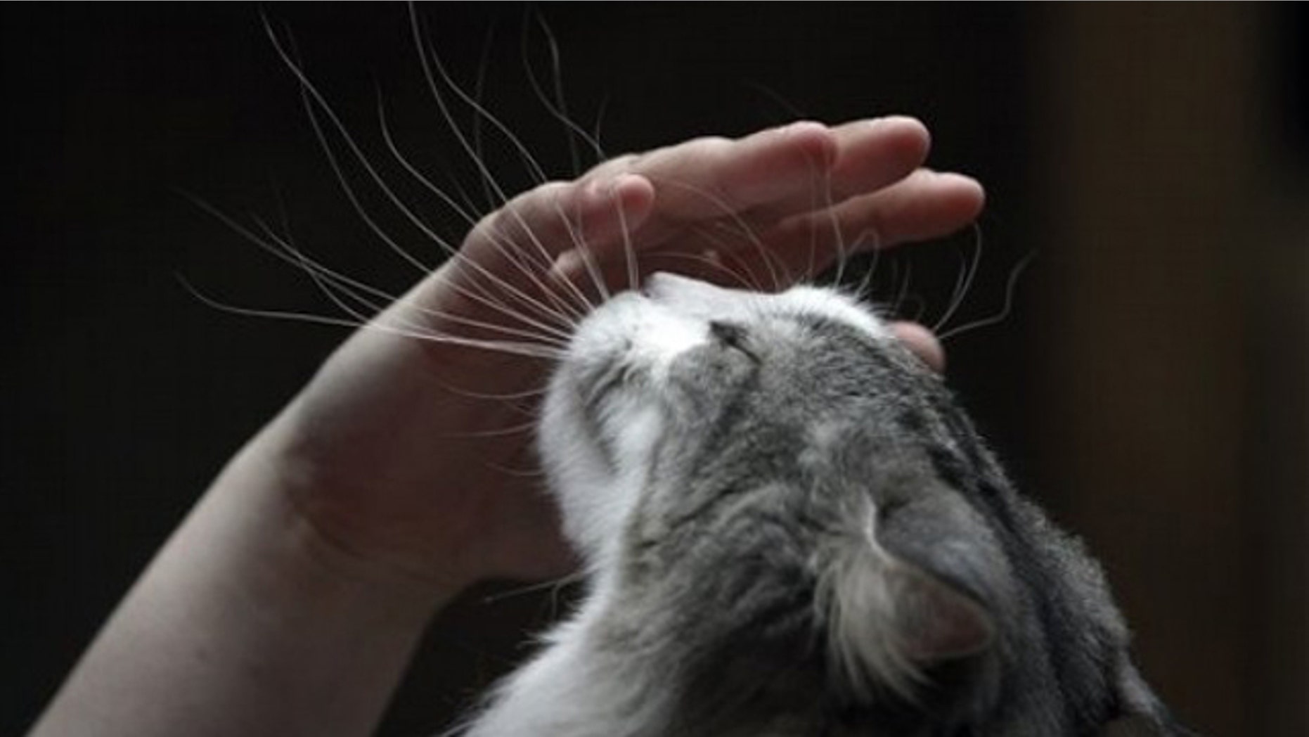 A woman pets her cat during the International Cat Exhibition in Sofia, Saturday, April 30, 2011. Some 170 cats take part in a two-day exhibition, aimed at awarding and stimulate the breeding of pure-bred cats.(AP Photo/Valentina Petrova)