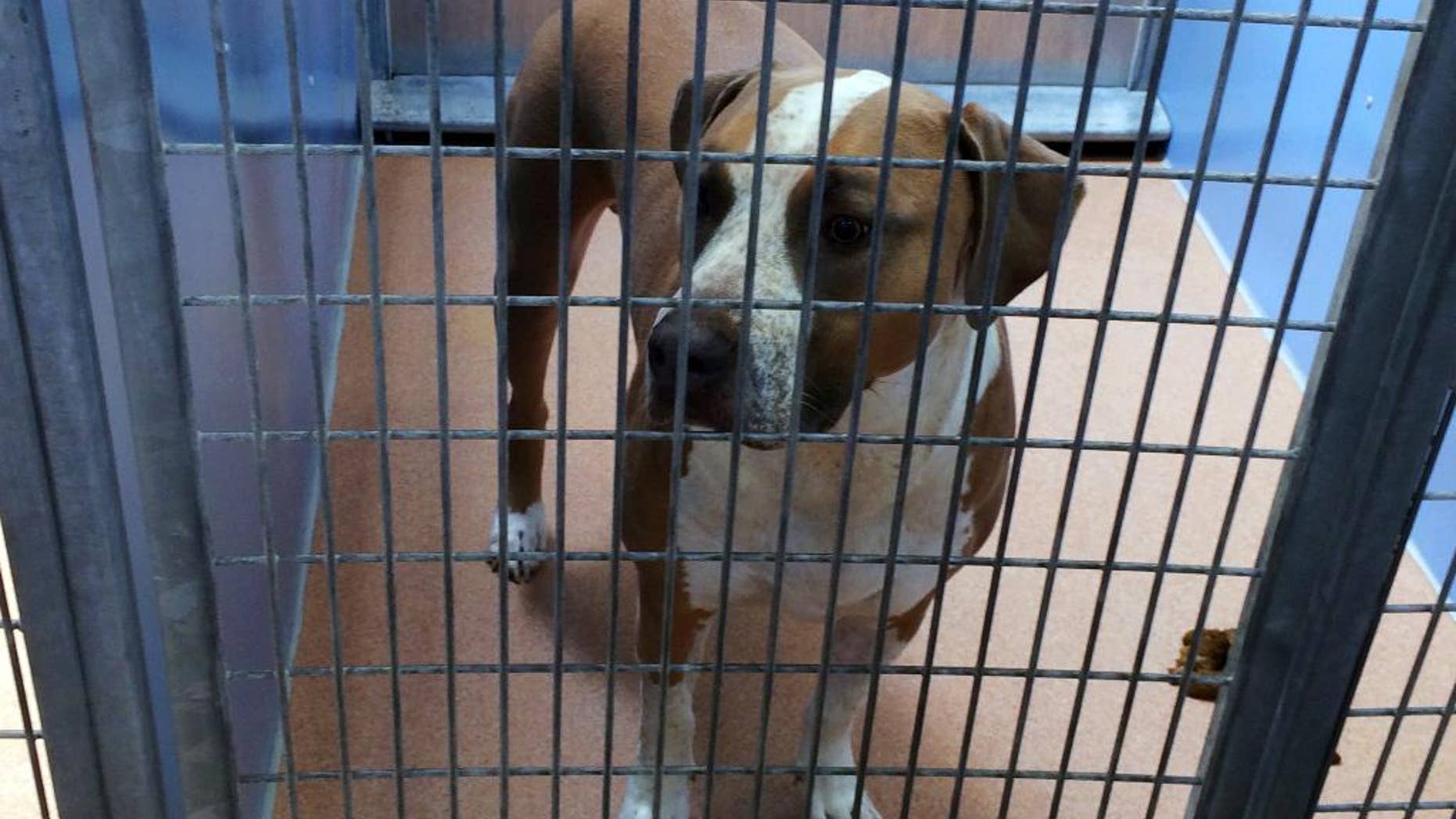 This photo provided by the San Diego County Department of Animal Services shows a male American Staffordshire terrier-mix named Polo, in their custody after it mauled to death a 3-day-old boy, police said Friday, April 22, 2016. The parents were in bed watching TV with their newborn son and dog Thursday night when the mother coughed. The coughing startled the dog and it unexpectedly bit the baby, Sgt. Tu Nguyen said. (San Diego County Department of Animal Services via AP)