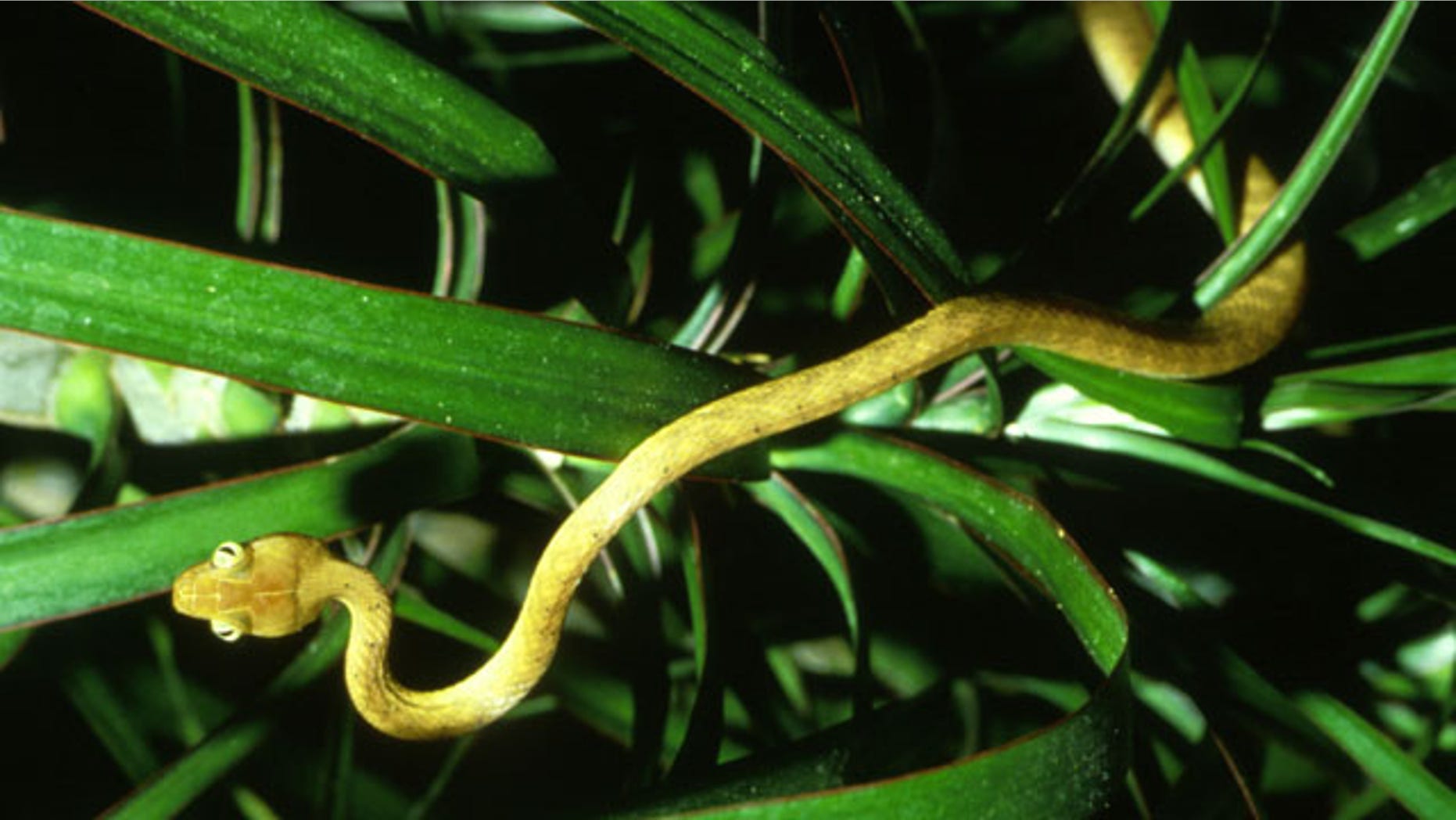 The brown tree snake, an invasive species that costs Guam millions and has killed six species of bird to date.