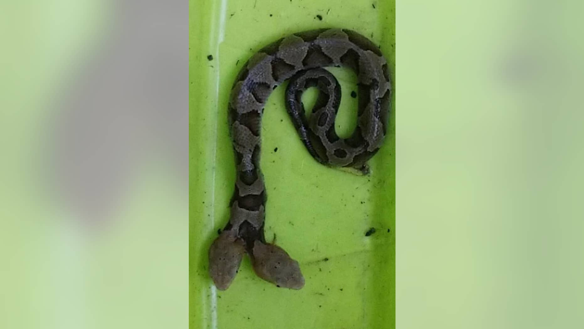 The snake was spotted in a Woodbridge, Virginia, resident’s backyard.