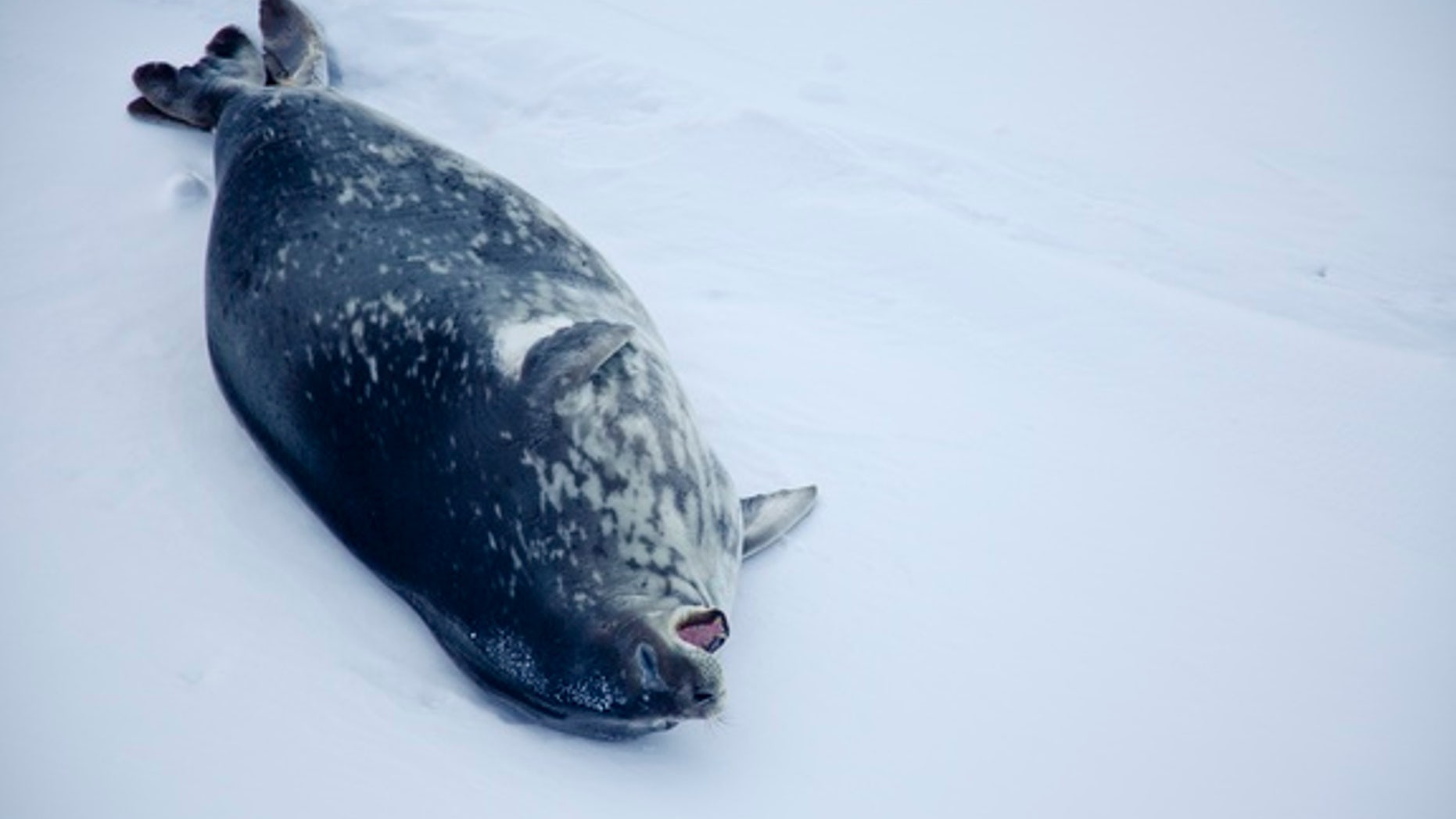 Weddell seal