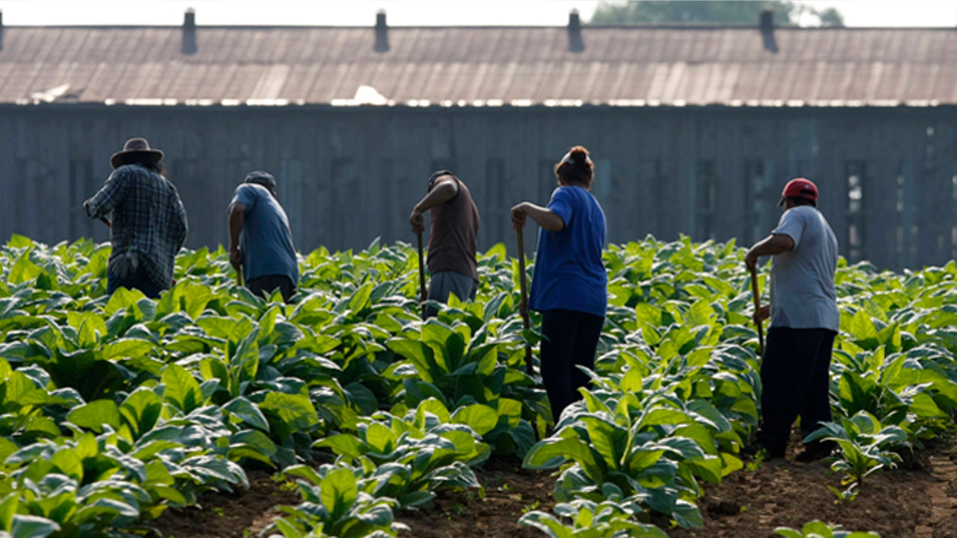 In front of the backdrop of the barn in which the burley will be stored, a group of farm workers makes their way across a tobacco field hoeing weeds out of the rows in the early morning Monday, July 11, 2011, near Sparta, Ky. Much of Kentucky is expected to be hit with high heat throughout the week. (AP Photo/Ed Reinke)