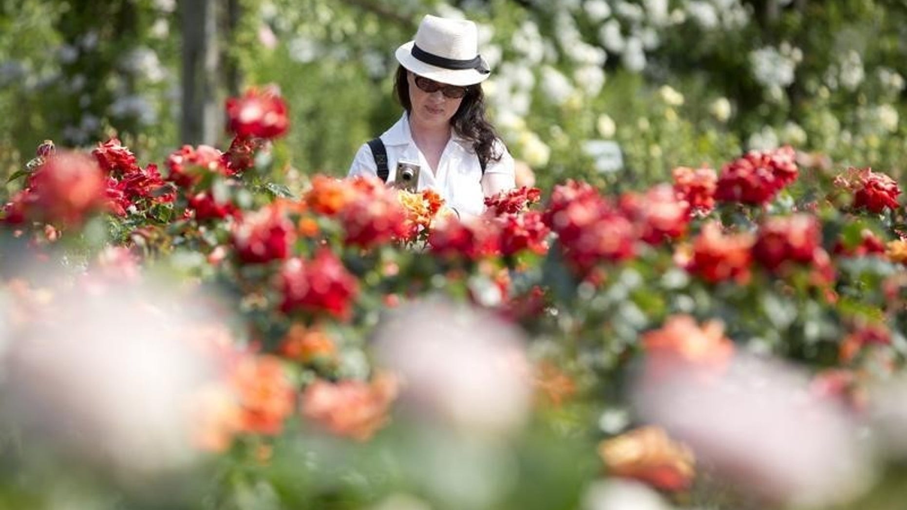 A woman photographs roses at Regent's Park in London July 5, 2013. REUTERS/Neil Hall