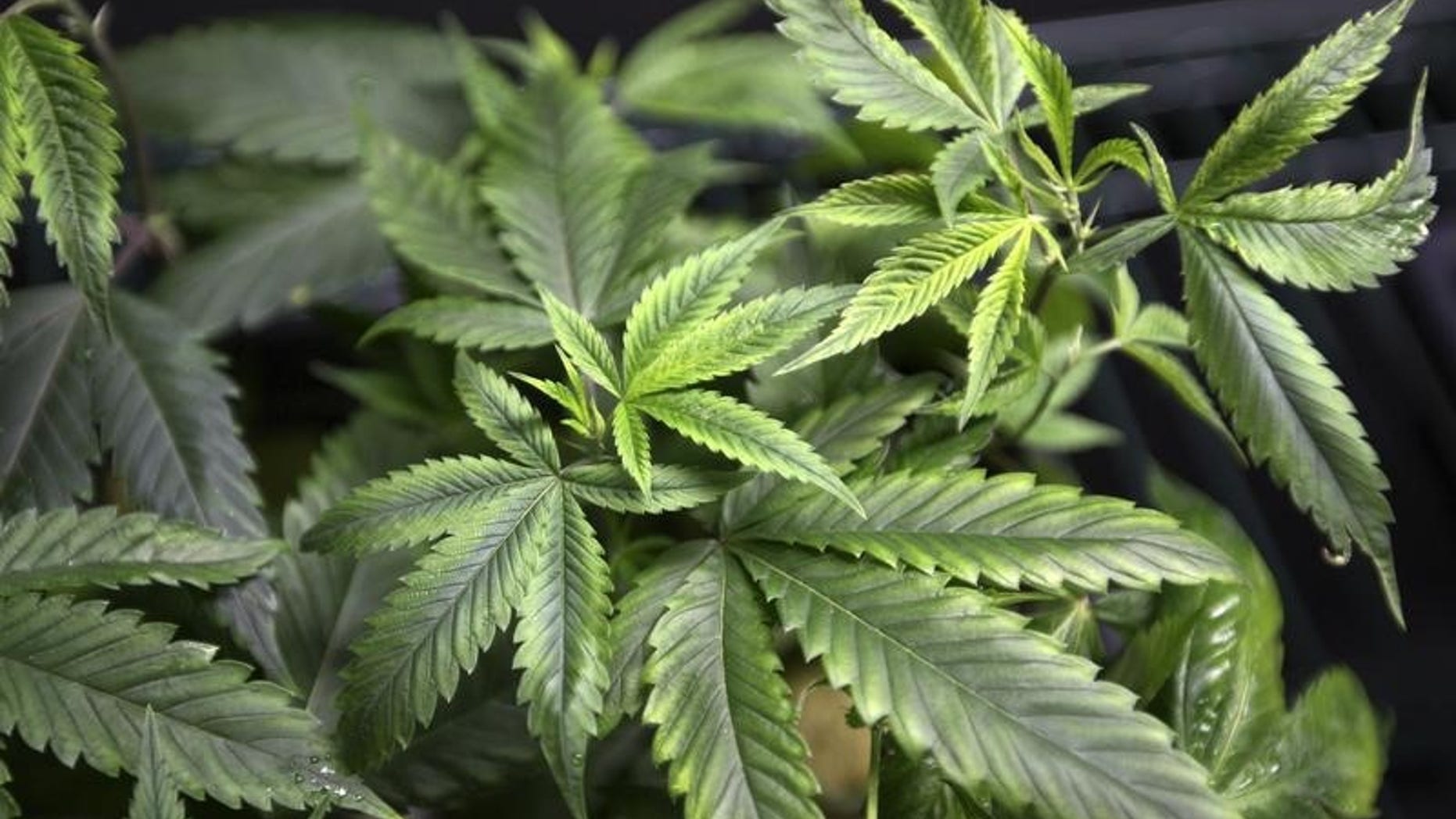 Marijuana plants for sale are displayed at the medical marijuana farmers market at the California Heritage Market in Los Angeles, California July 11, 2014. REUTERS/David McNew
