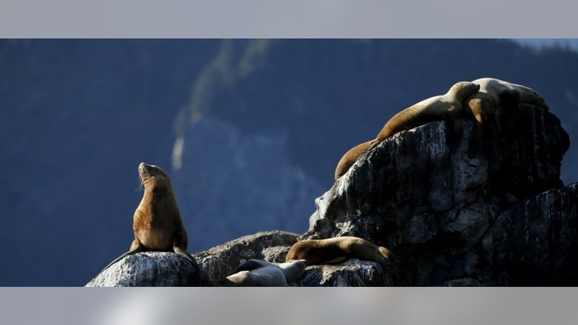 Sea lions bask on a rock as U.S. President Barack Obama (not pictured) takes a boat tour of Kenai Fjords National Park in Seward, Alaska September 1, 2015. REUTERS/Jonathan Ernst