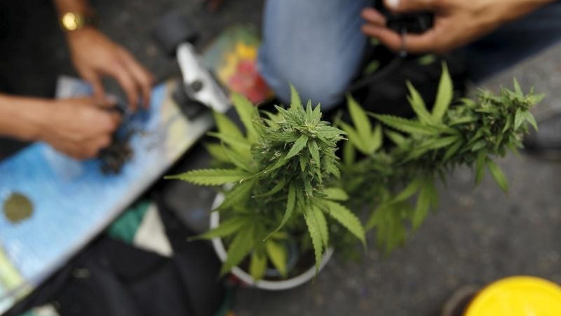 A marijuana plant during a demonstration in support of the legalization of marijuana in Medellin, May 2, 2015. REUTERS/Fredy Builes