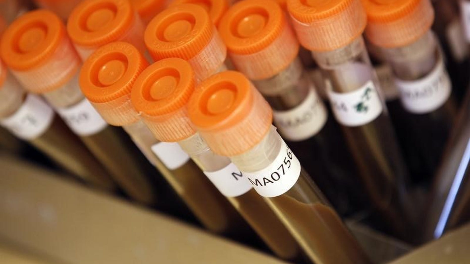 Test tubes filled with samples of bacteria to be tested are seen at the Health Protection Agency in north London March 9, 2011. REUTERS/Suzanne Plunkett